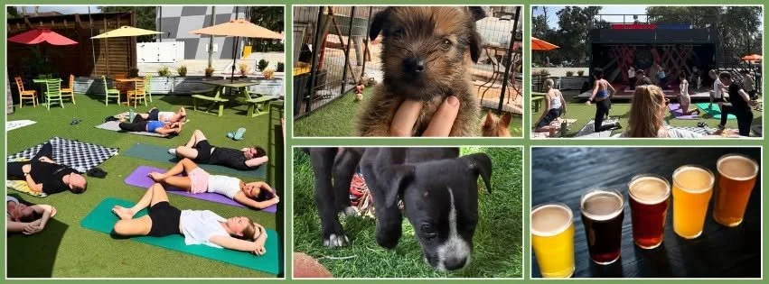 Bend & Brews Puppy Yoga