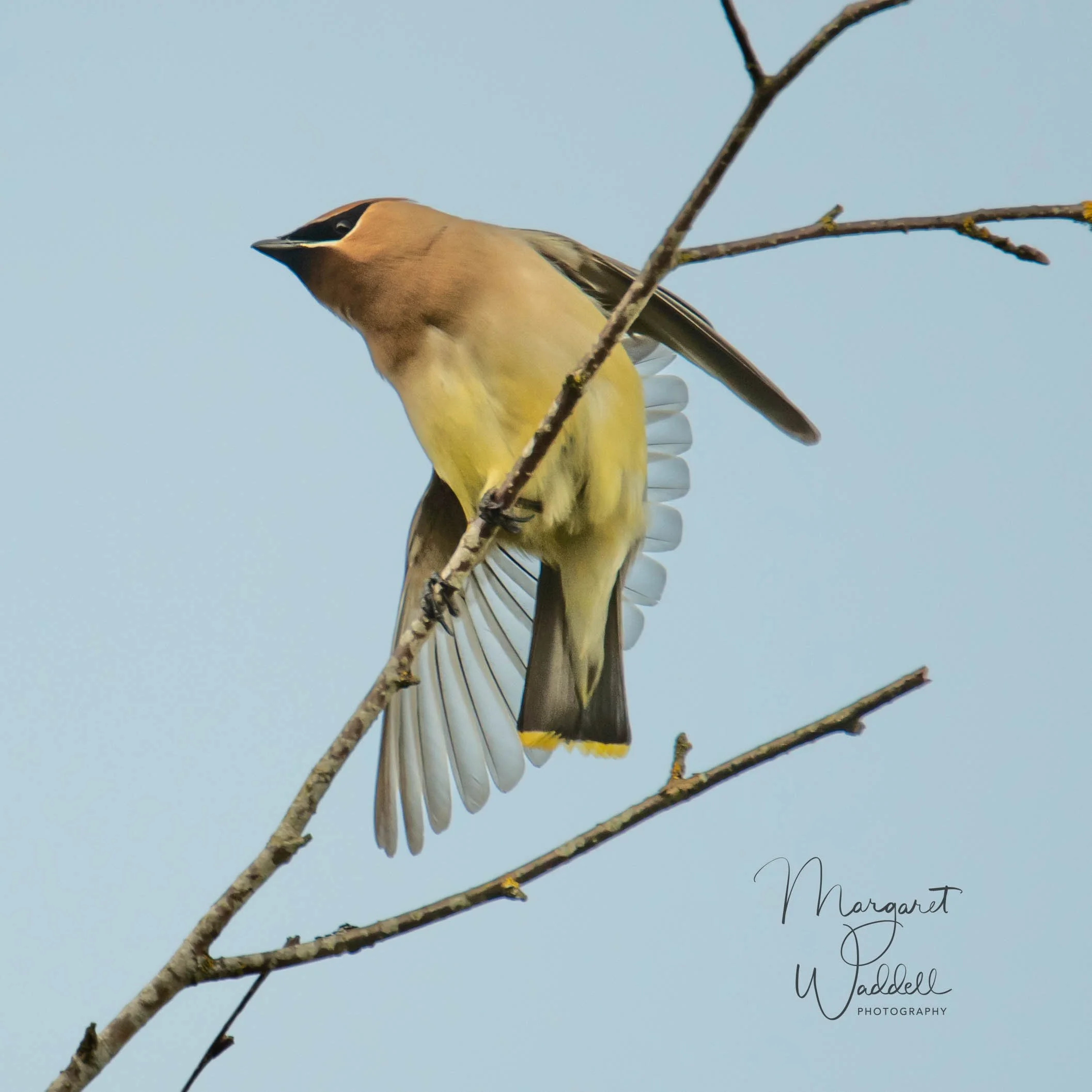 Cedar Waxwing