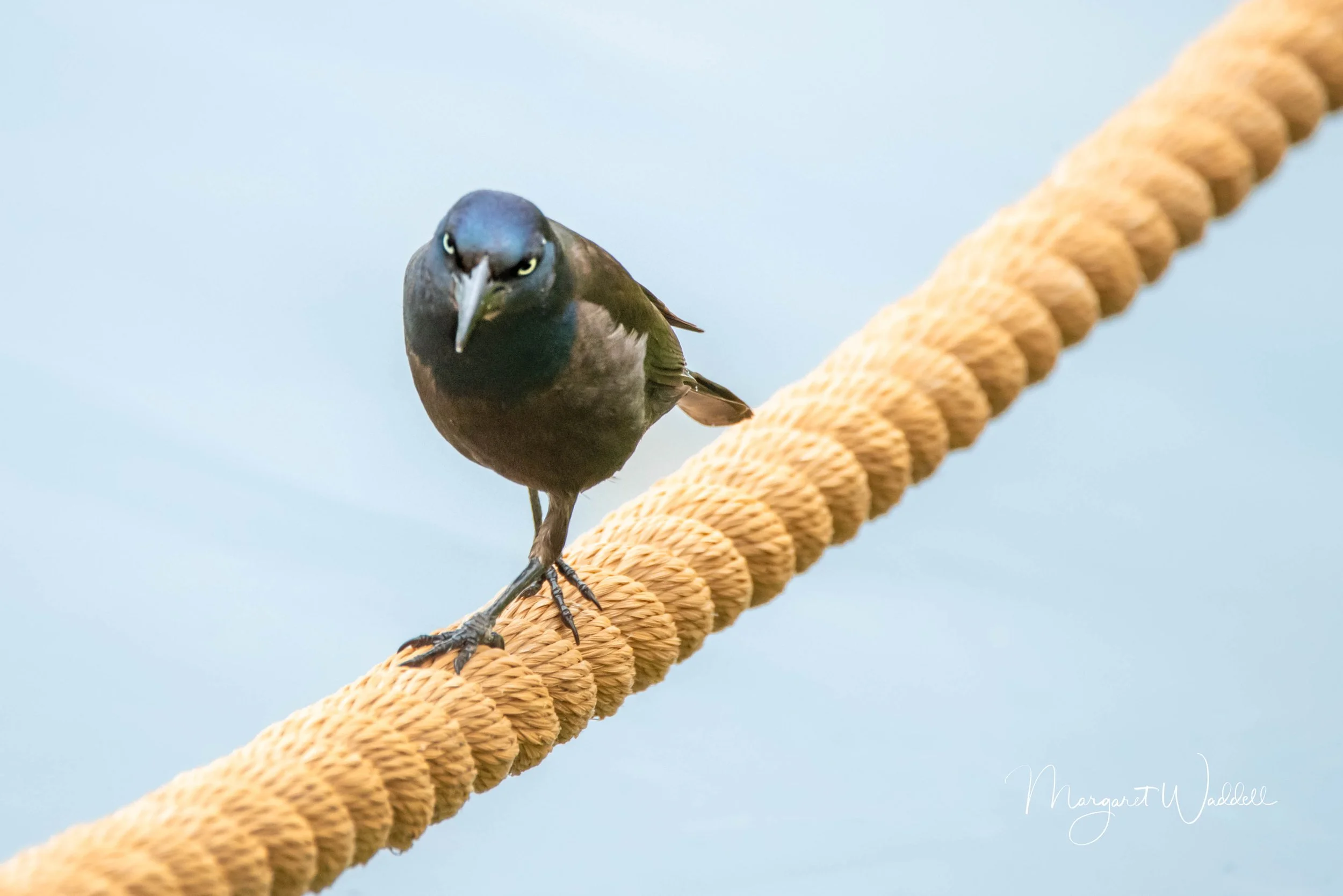 Scary looking Grackle.  Tennessee 