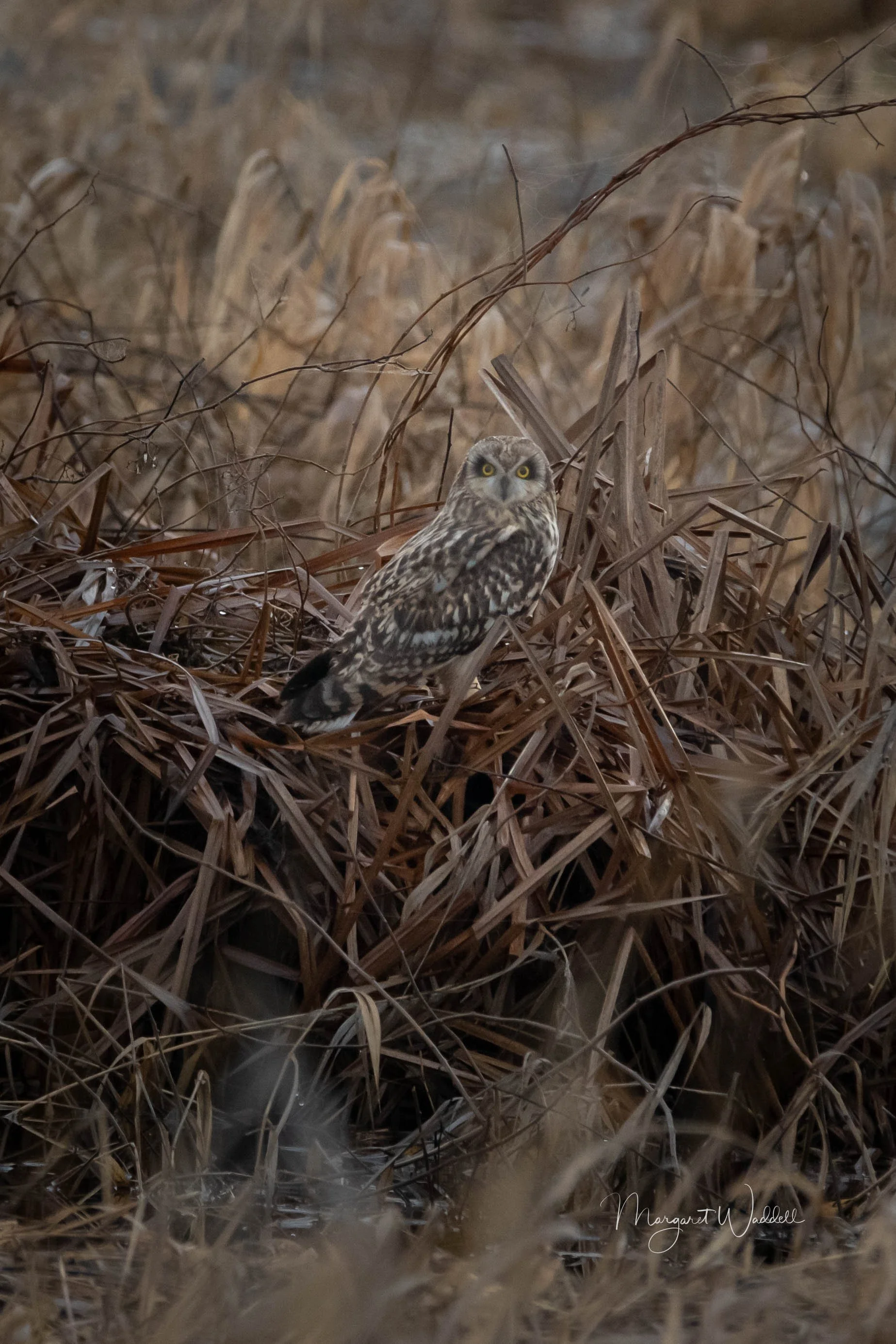 short eared owl.  Ridgefield wildlife Refuge