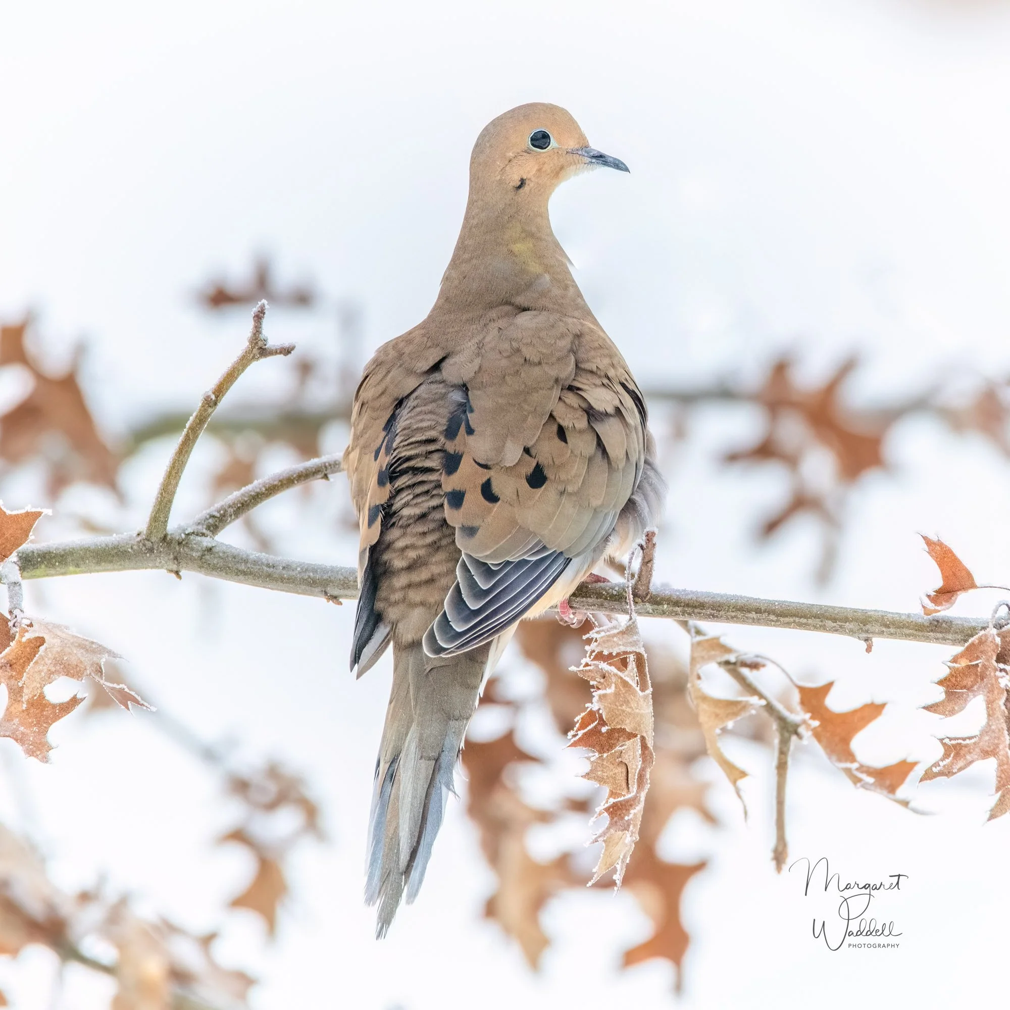 Mourning Dove