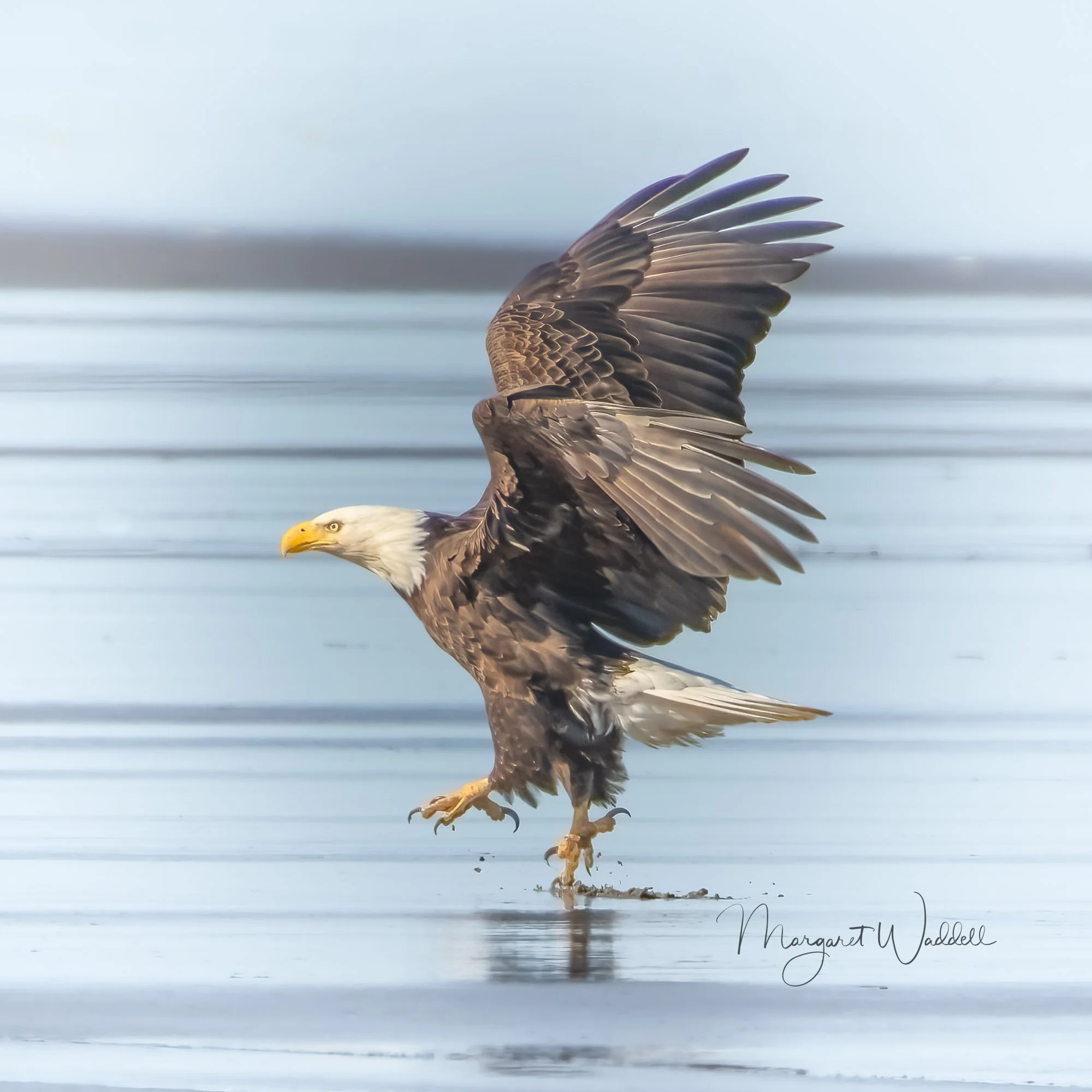 Bald Eagle.  Long Beach, WA