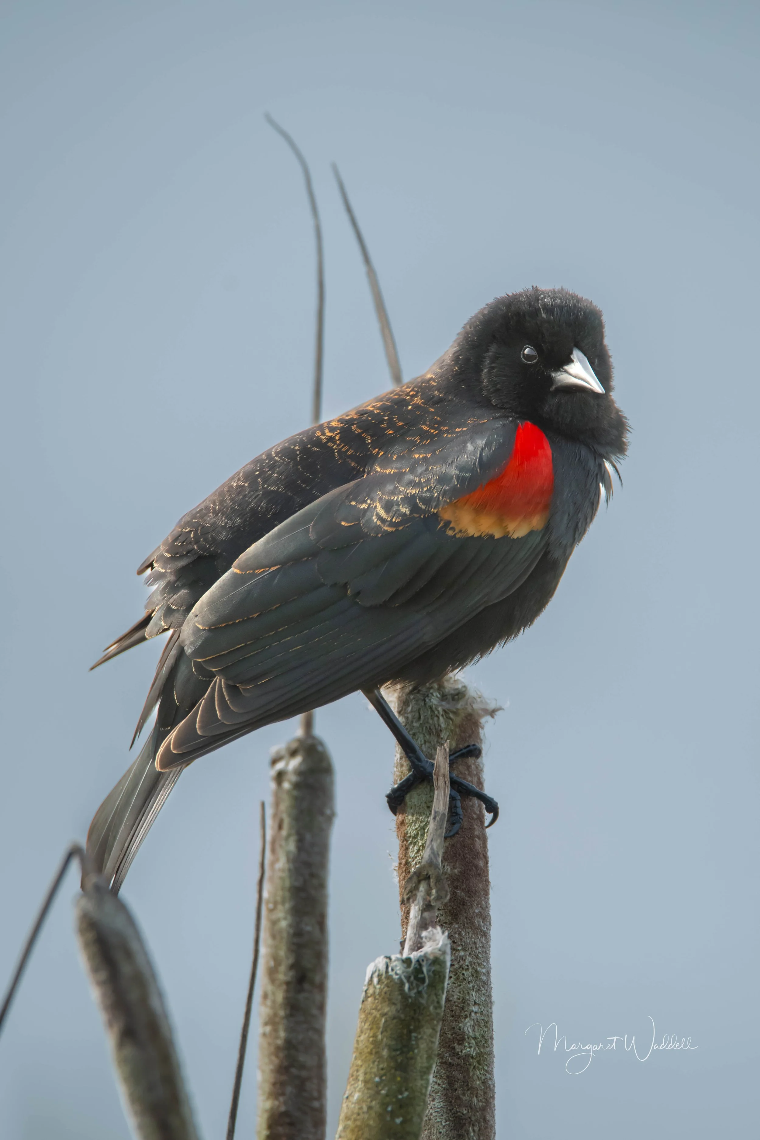 Red Winged Blackbird.  Ridgefield Wildlife refuge
