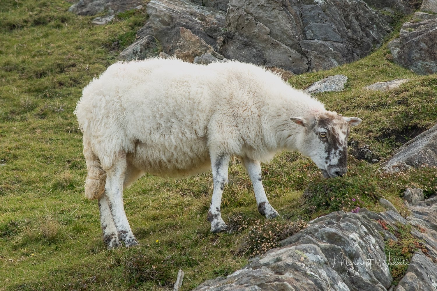 D85_9668-Edit.jpg