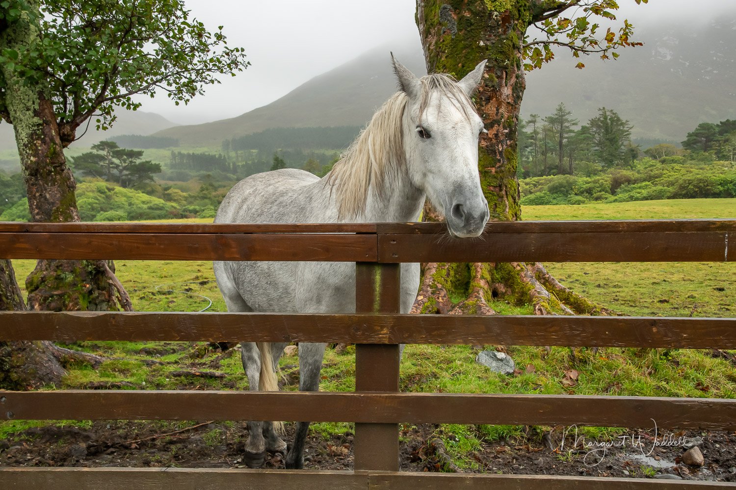 Connemara pony