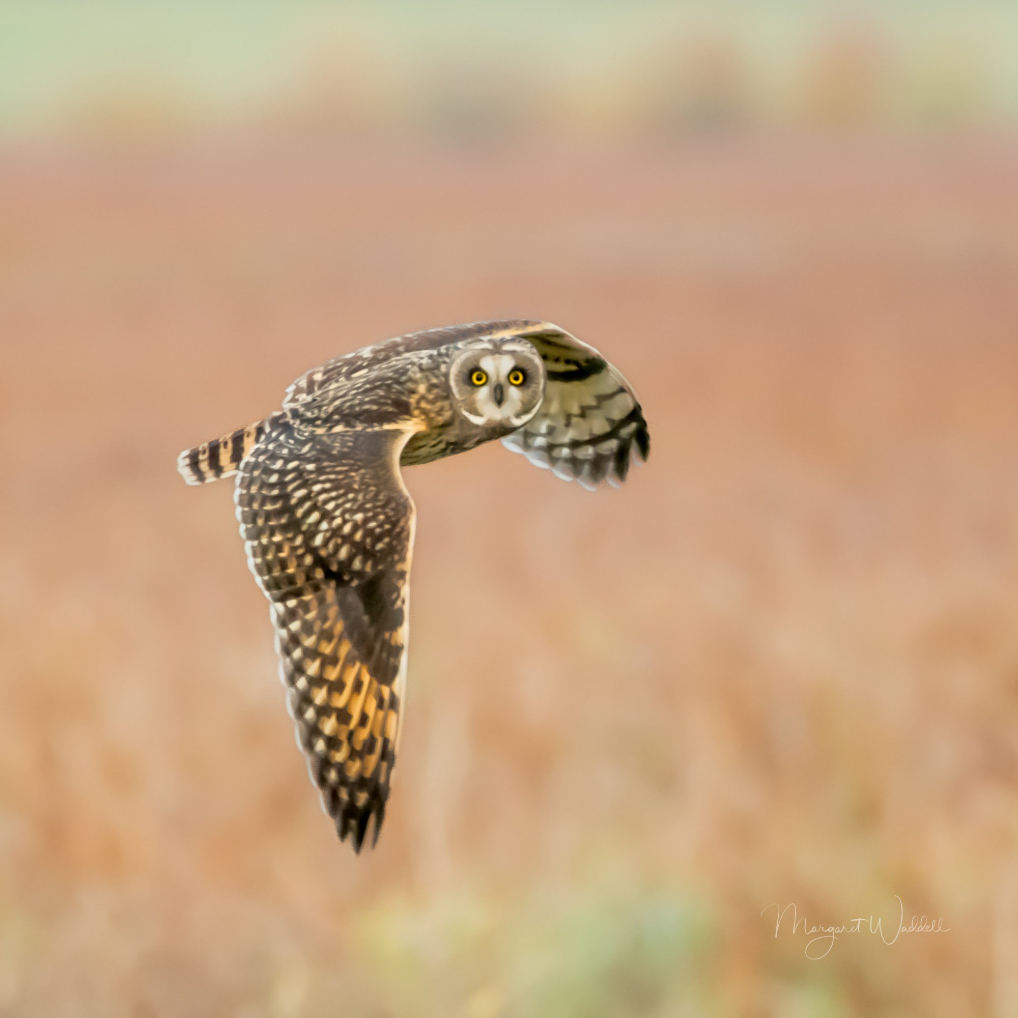 D85_8090-73.jpg