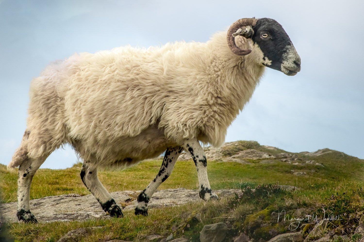 Blackface Sheep