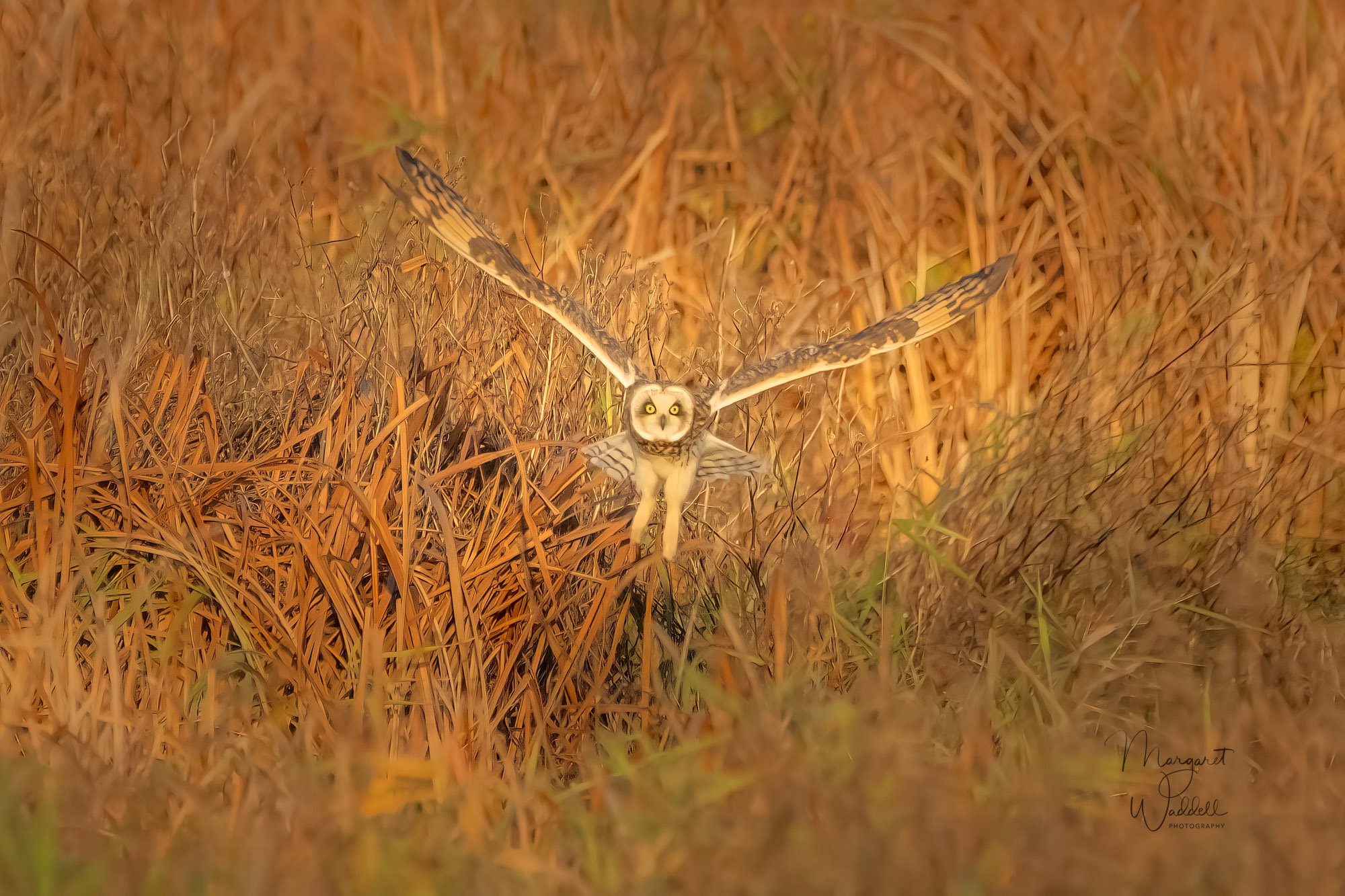 D85_8784-47-Edit.jpg