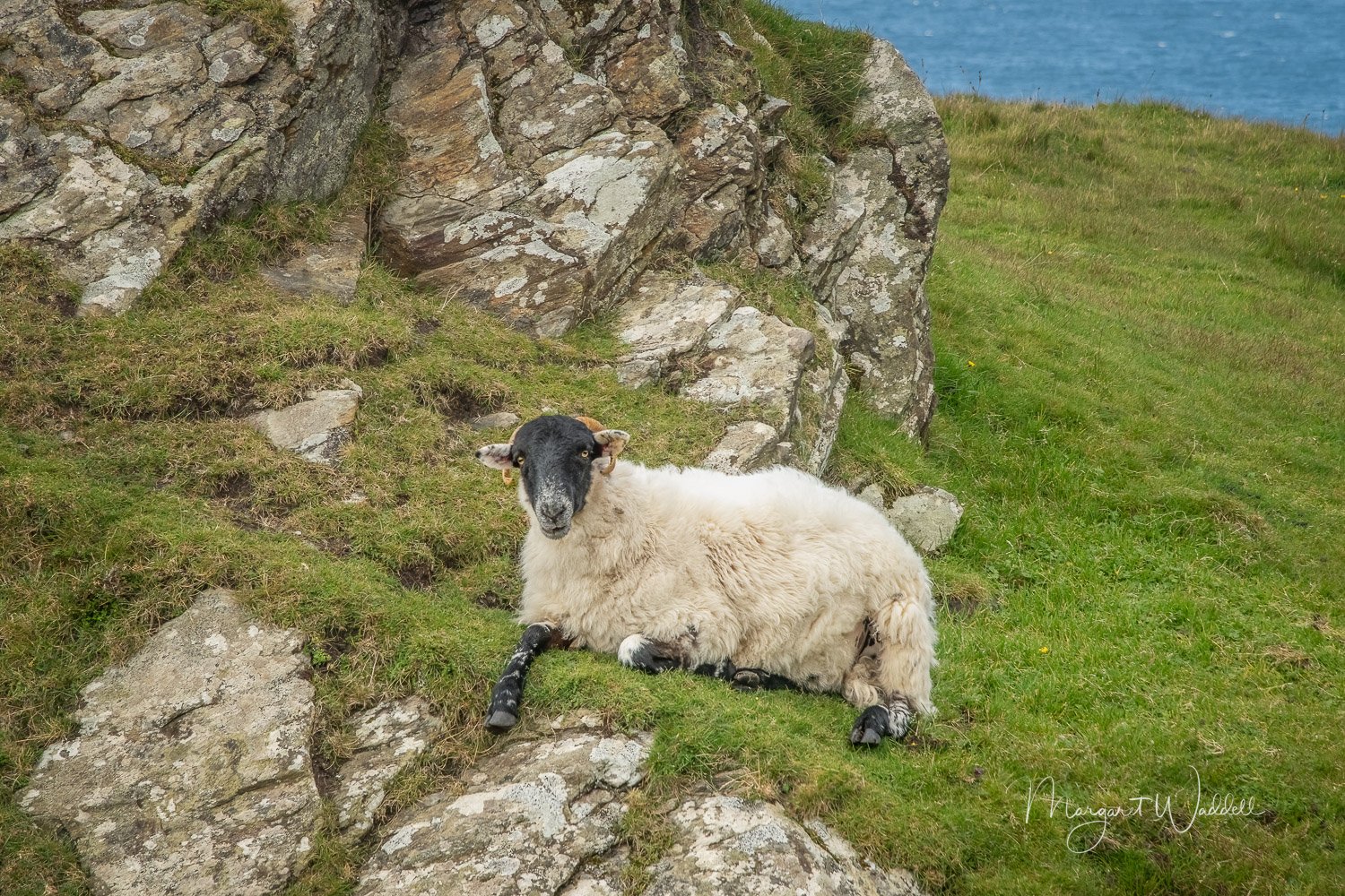 Blackface Sheep