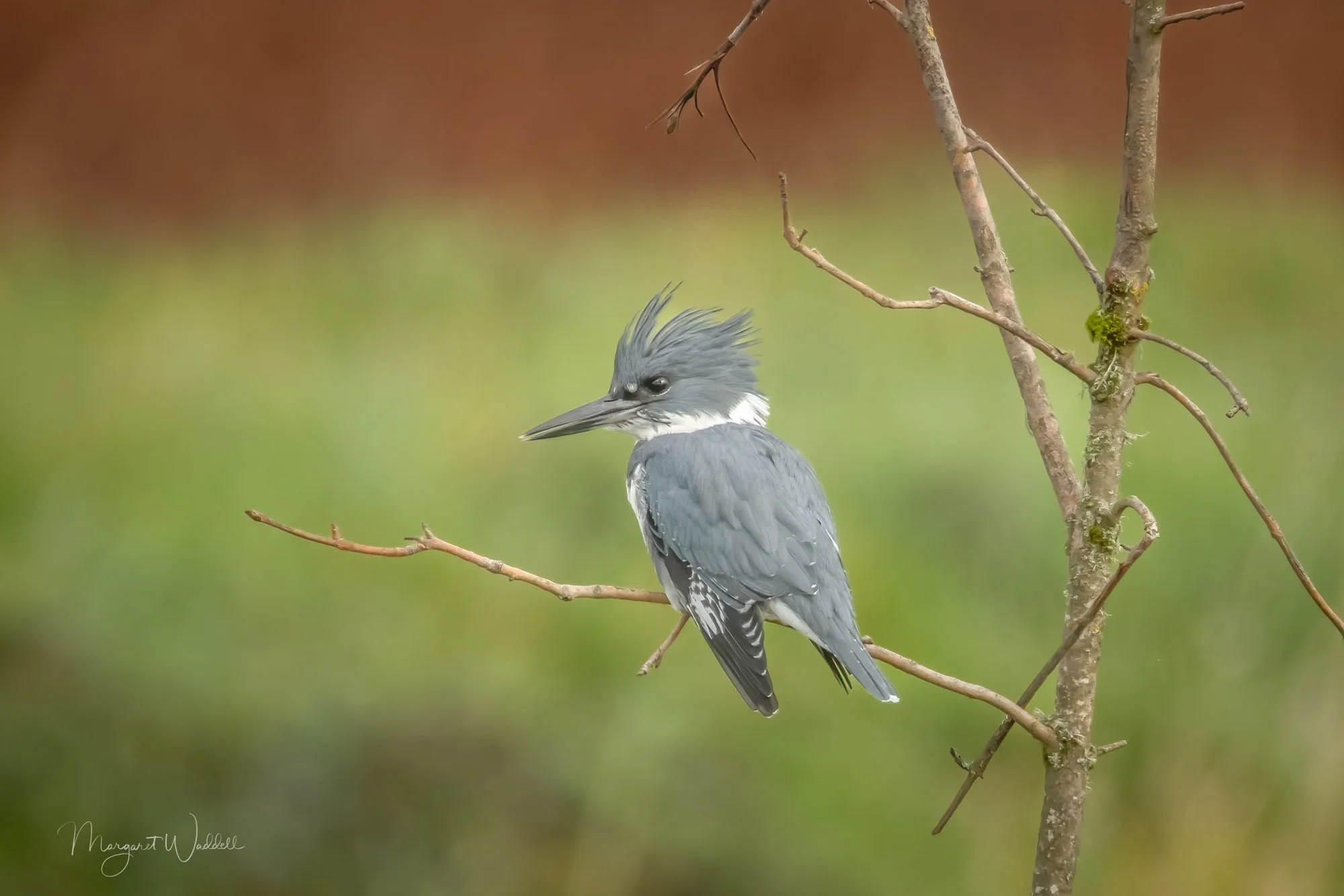 Belted Kingfisher