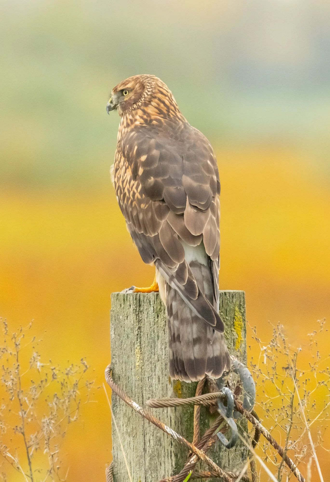 Northern Harrier