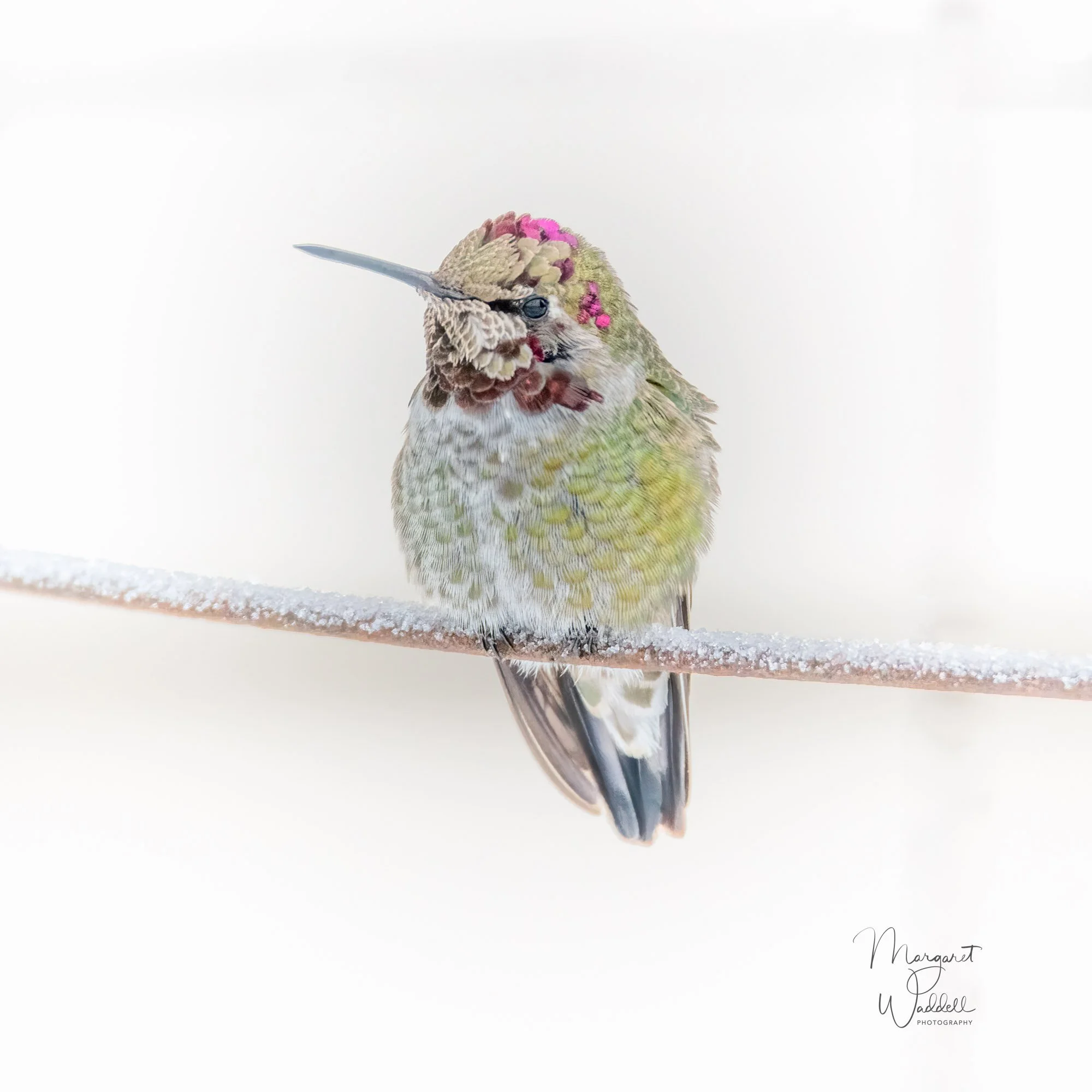 Anna's Hummingbird in the snow 2024