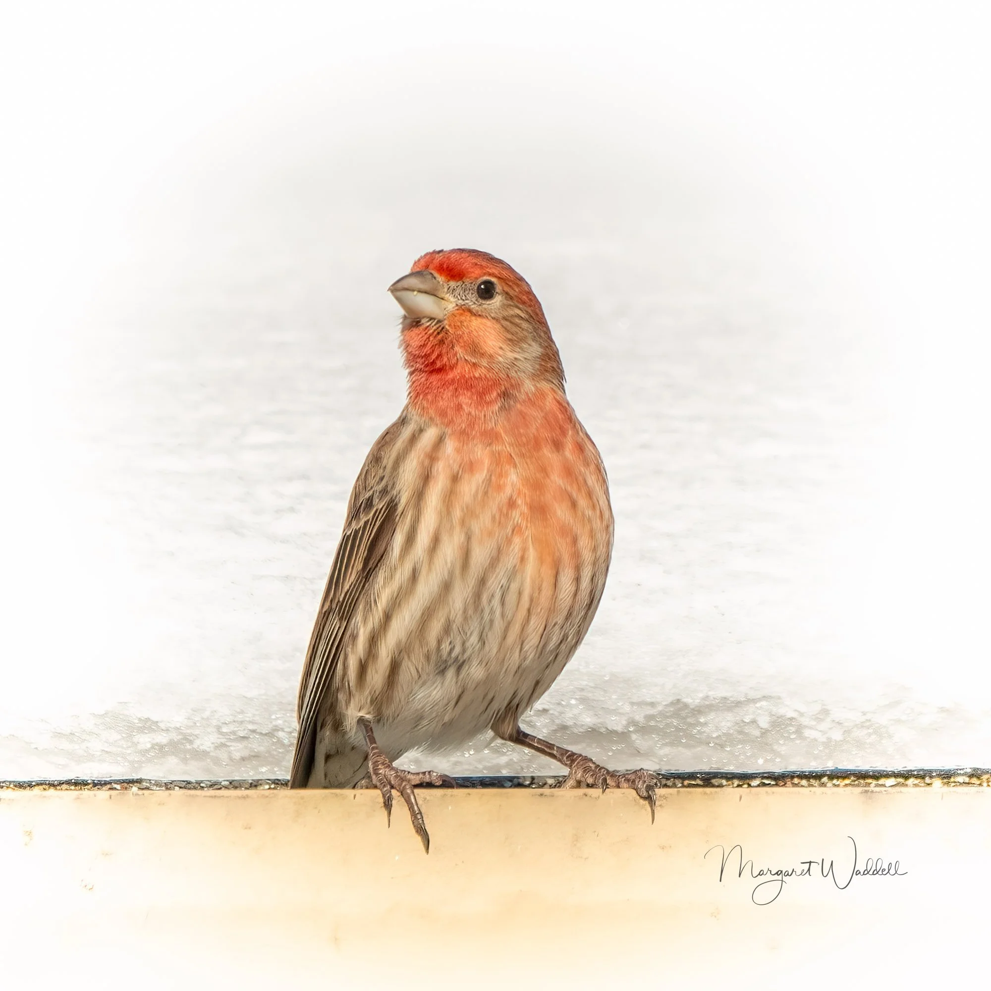 House Finch