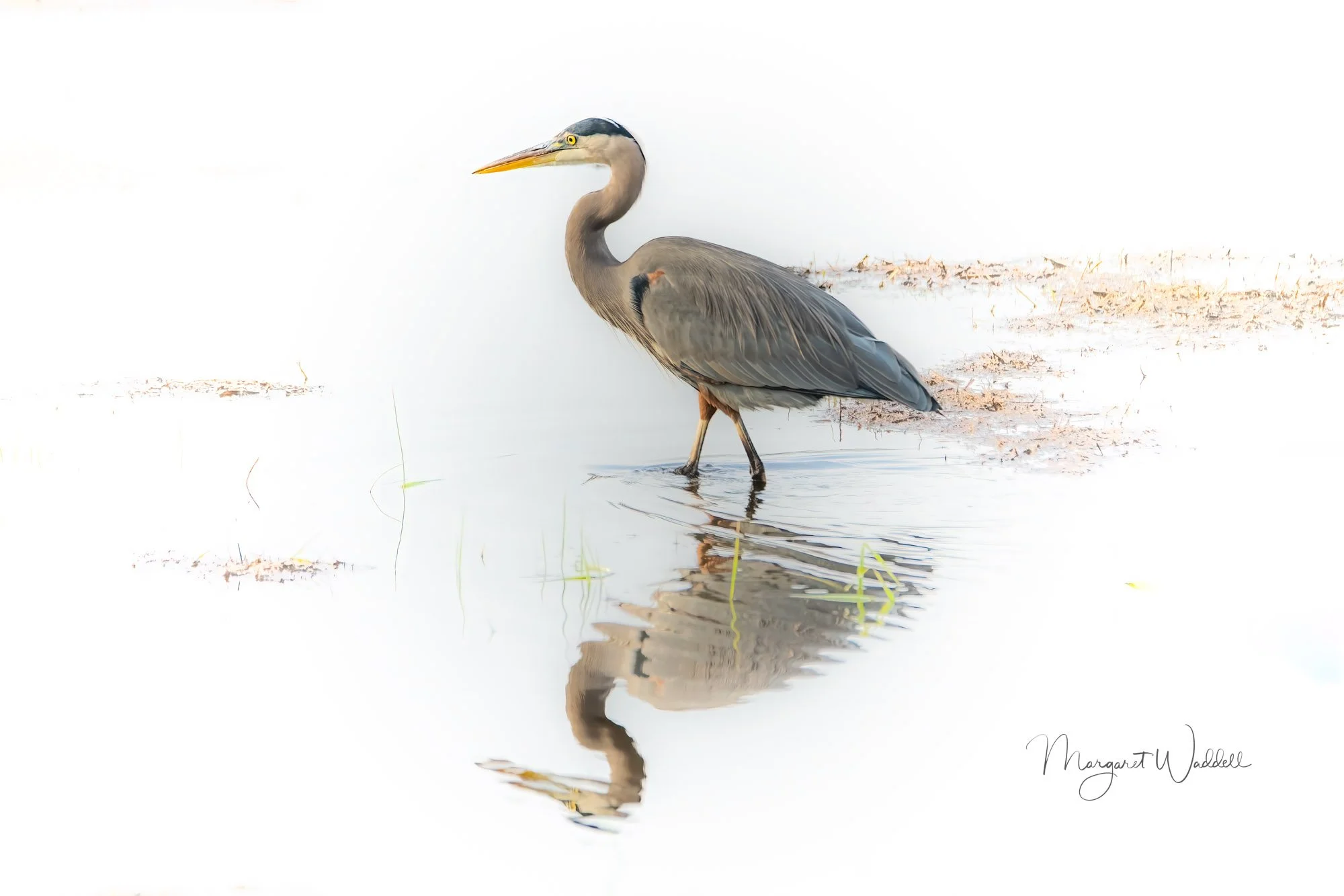 Reflecting Heron