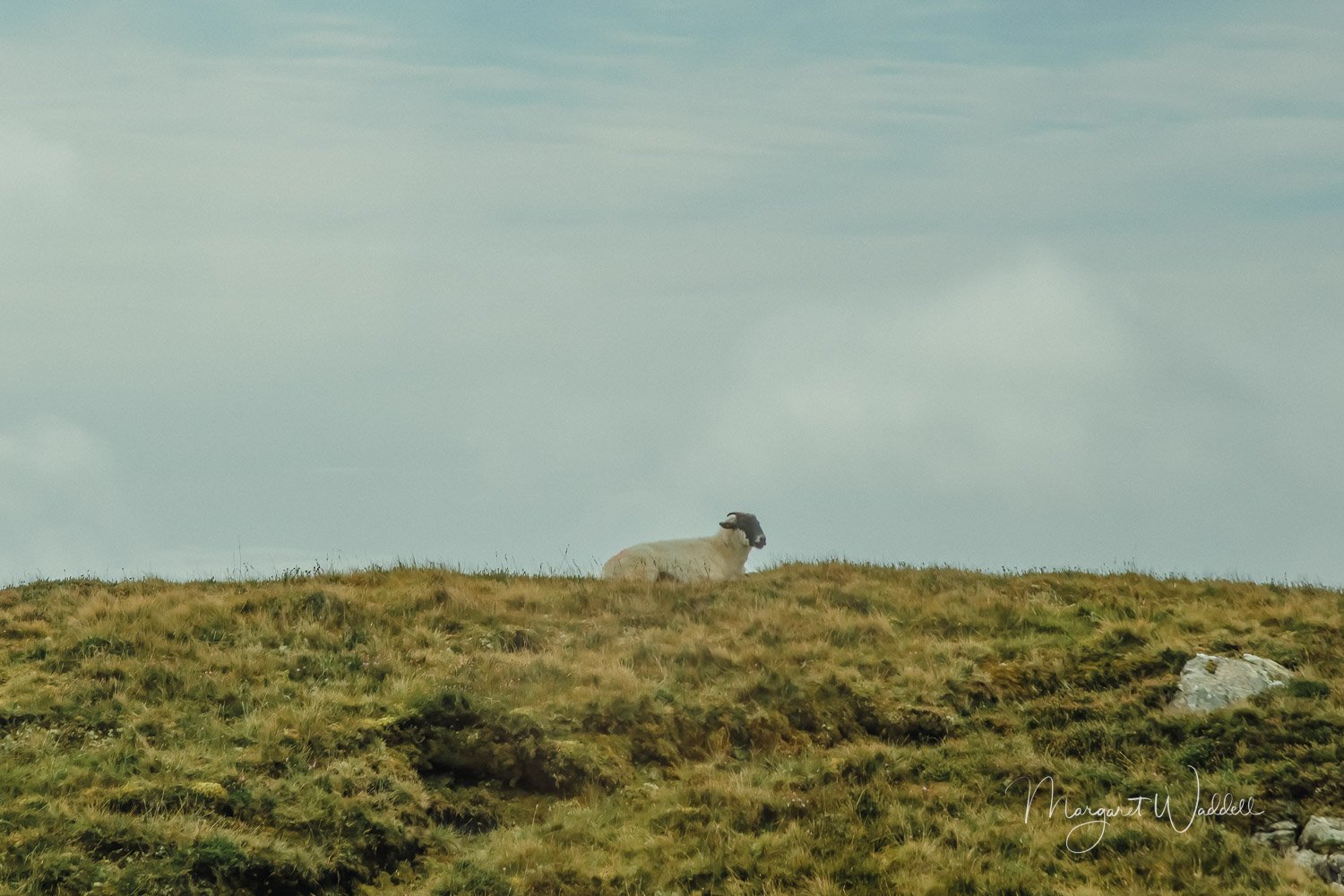 Blackface Sheep