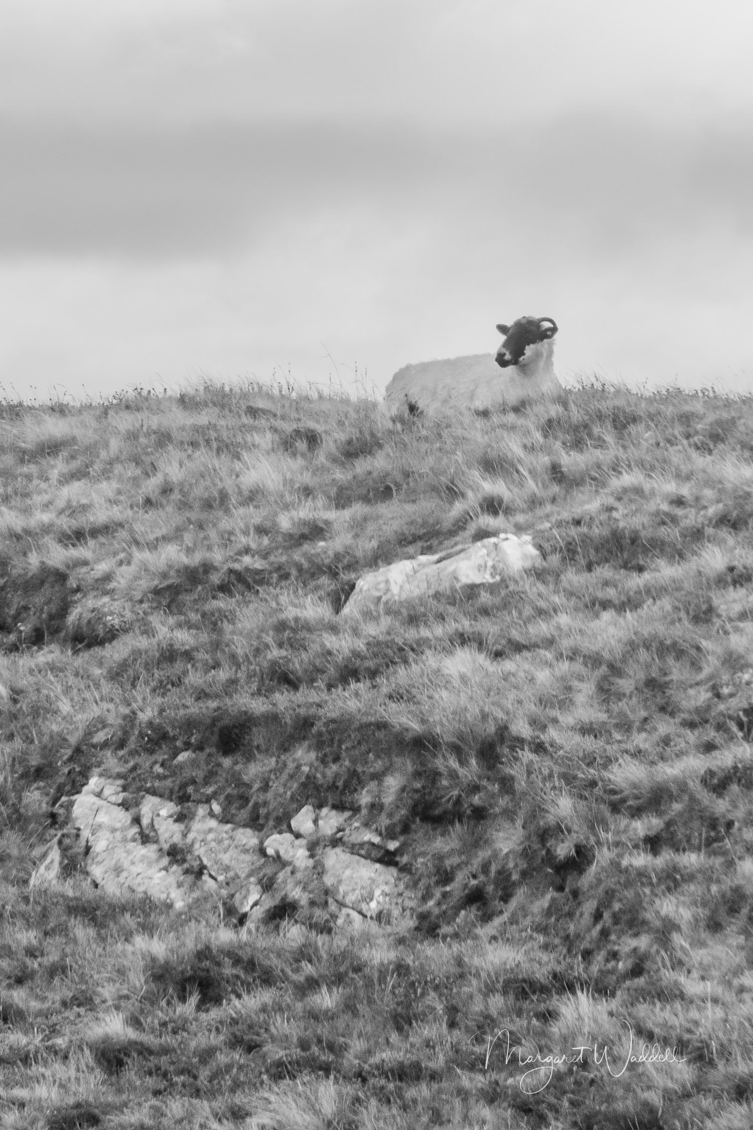 Blackface Sheep