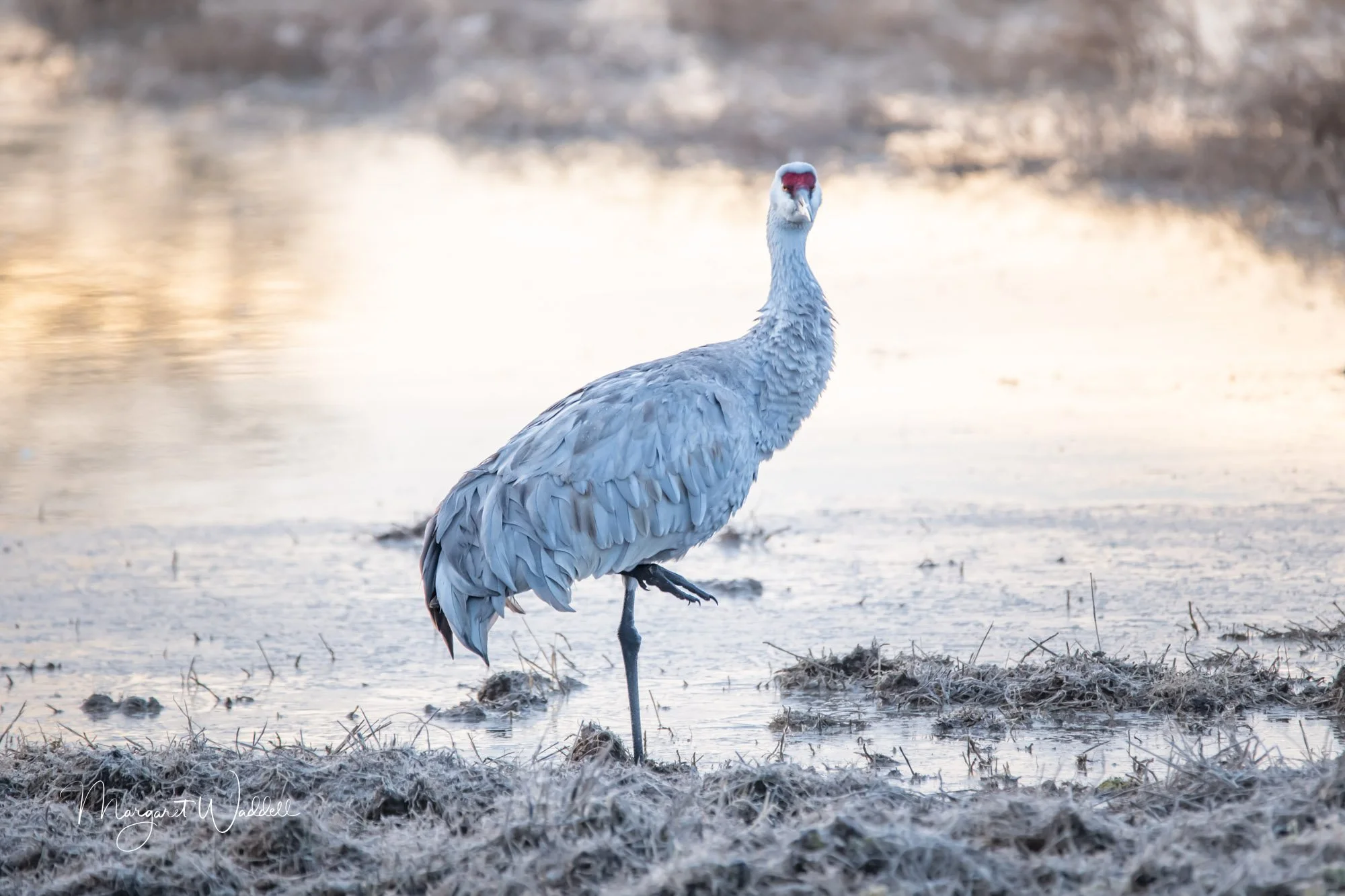 Posing Sandhill Crane.  Ridgefield Wildlife Refuge.