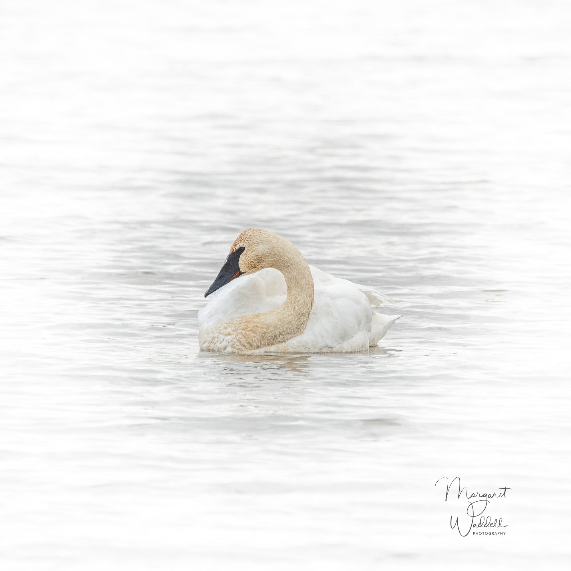 D85_3634-36.jpg