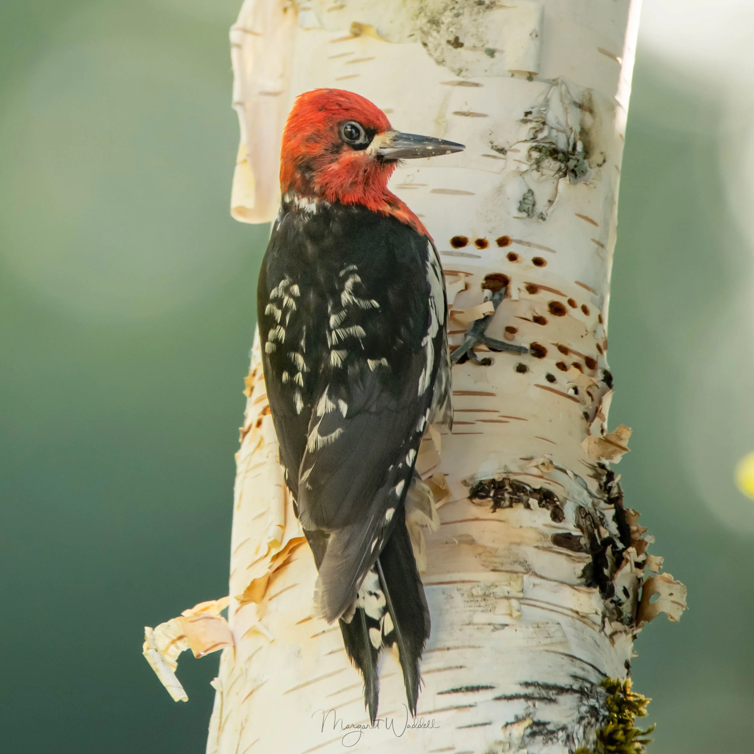 Red-breasted Sapsucker
