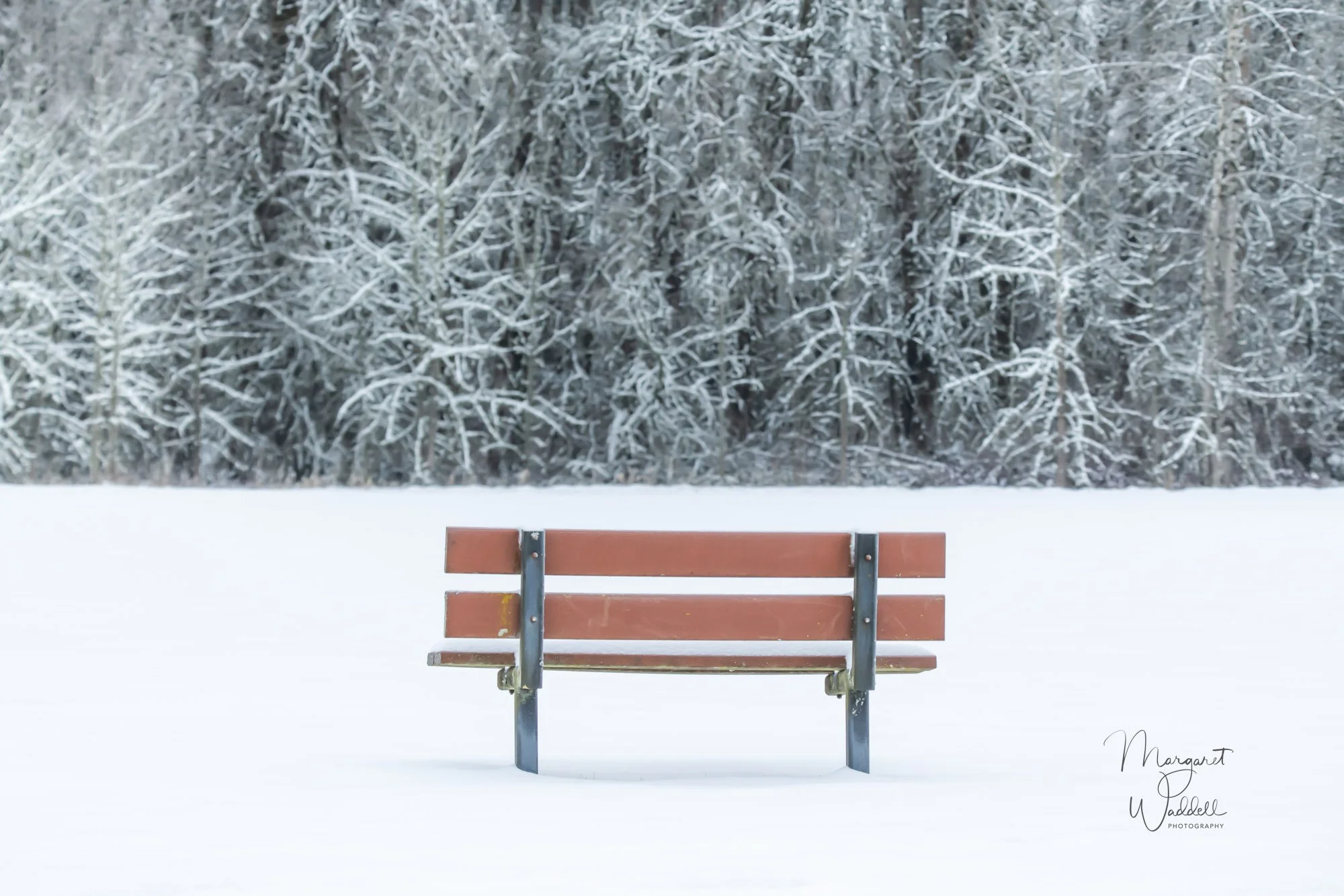 Bench in the snow.  Battleground, WA 2024