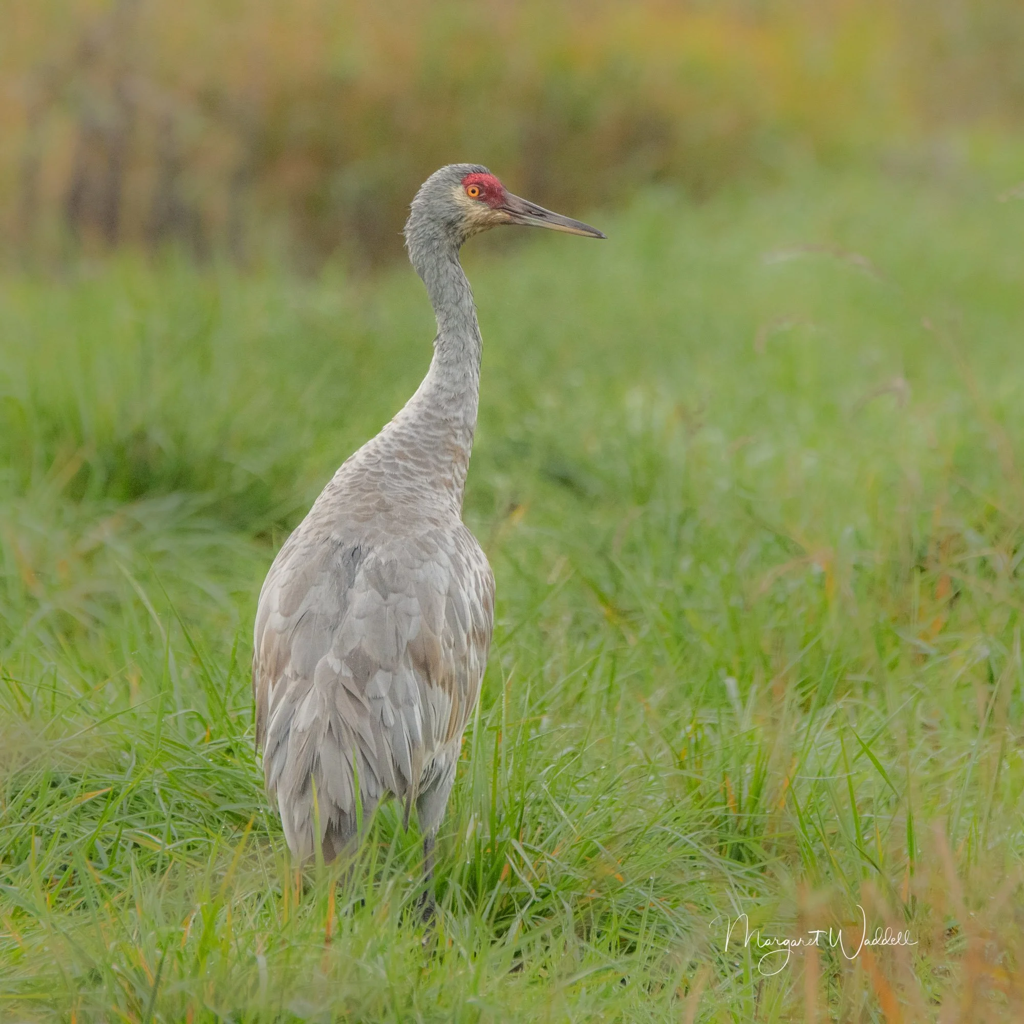 Sandhill Crane.  Ridgefield Wildlife Refuge