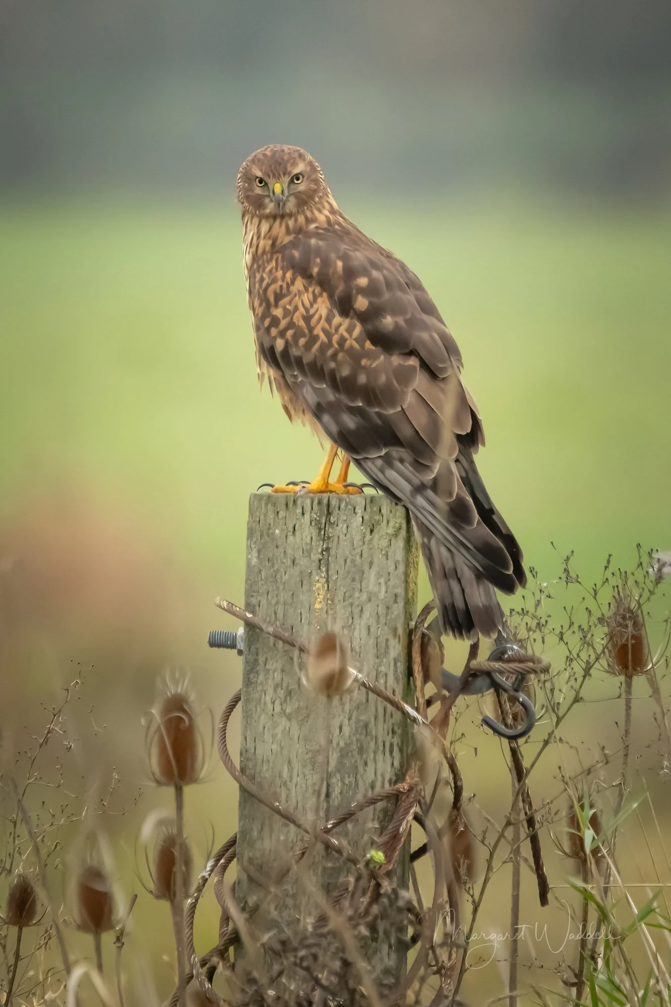 Northern Harrier