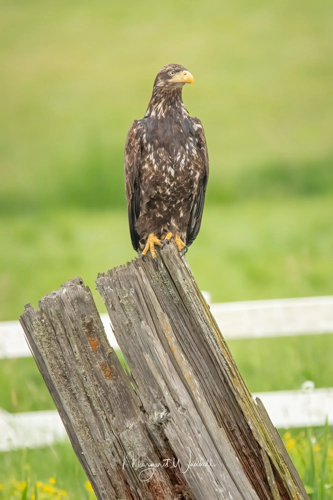 Juvenile Bald Eagle