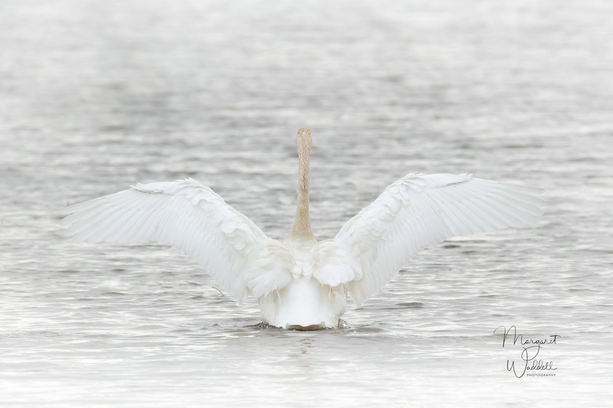Trumpeter Swan. Ridgefield National Wildlife Refuge