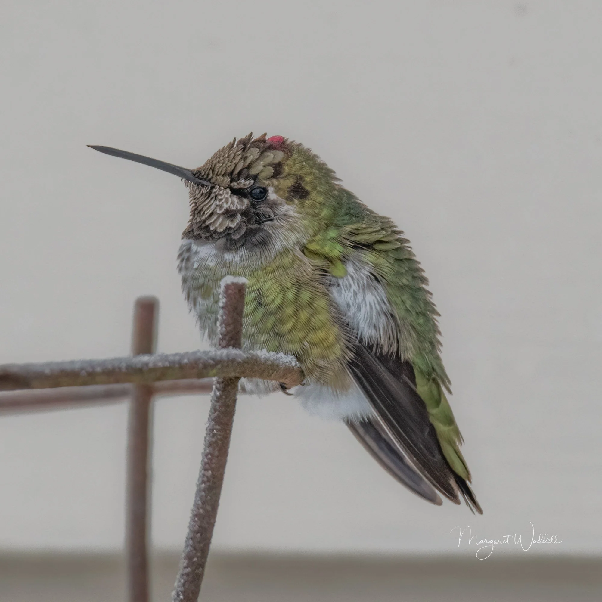 Anna's Hummingbird.  Brrr