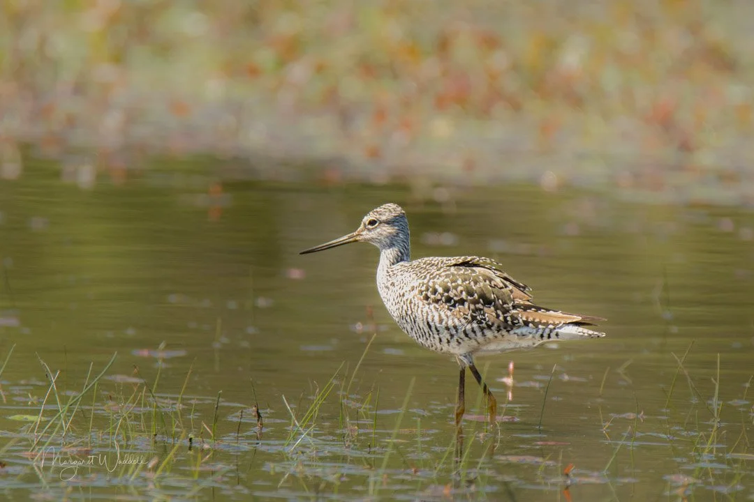 Our Neighborhood Wildlife