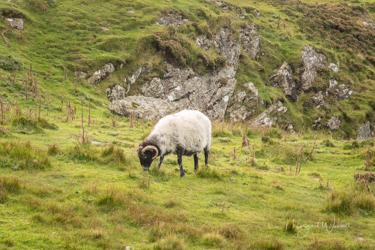 Blackface Sheep