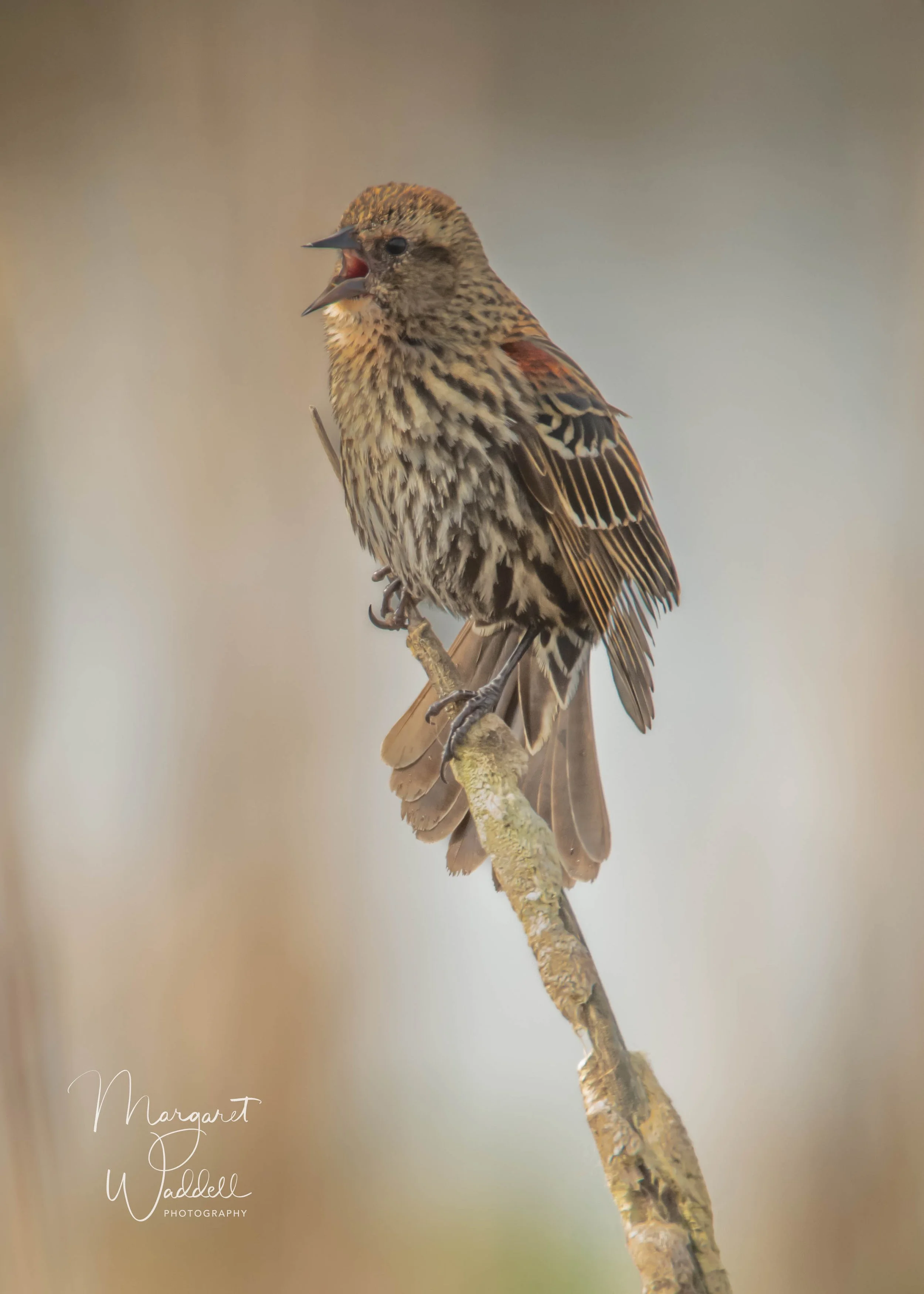 Female Red Winged Blackbird.  Ridgefield Wildlife Refuge