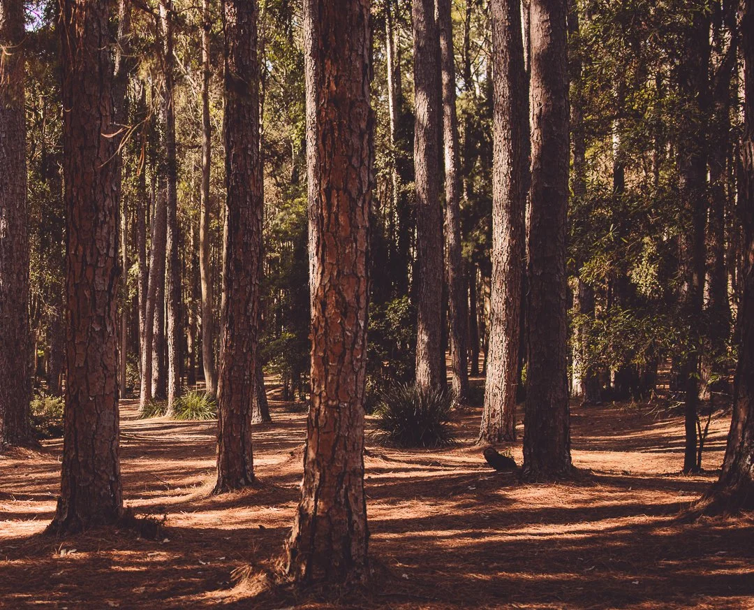 Lake Macquarie Family photographer outdoor natural light