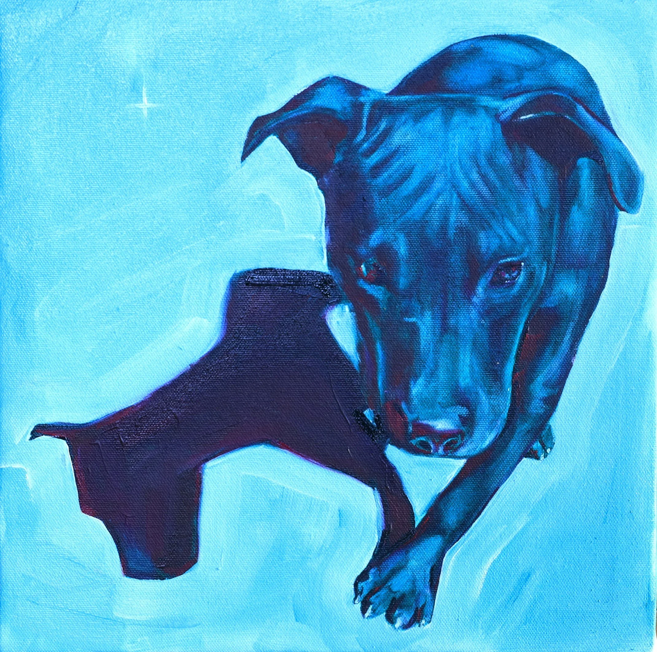 Punmu Camp dog 1.JPG