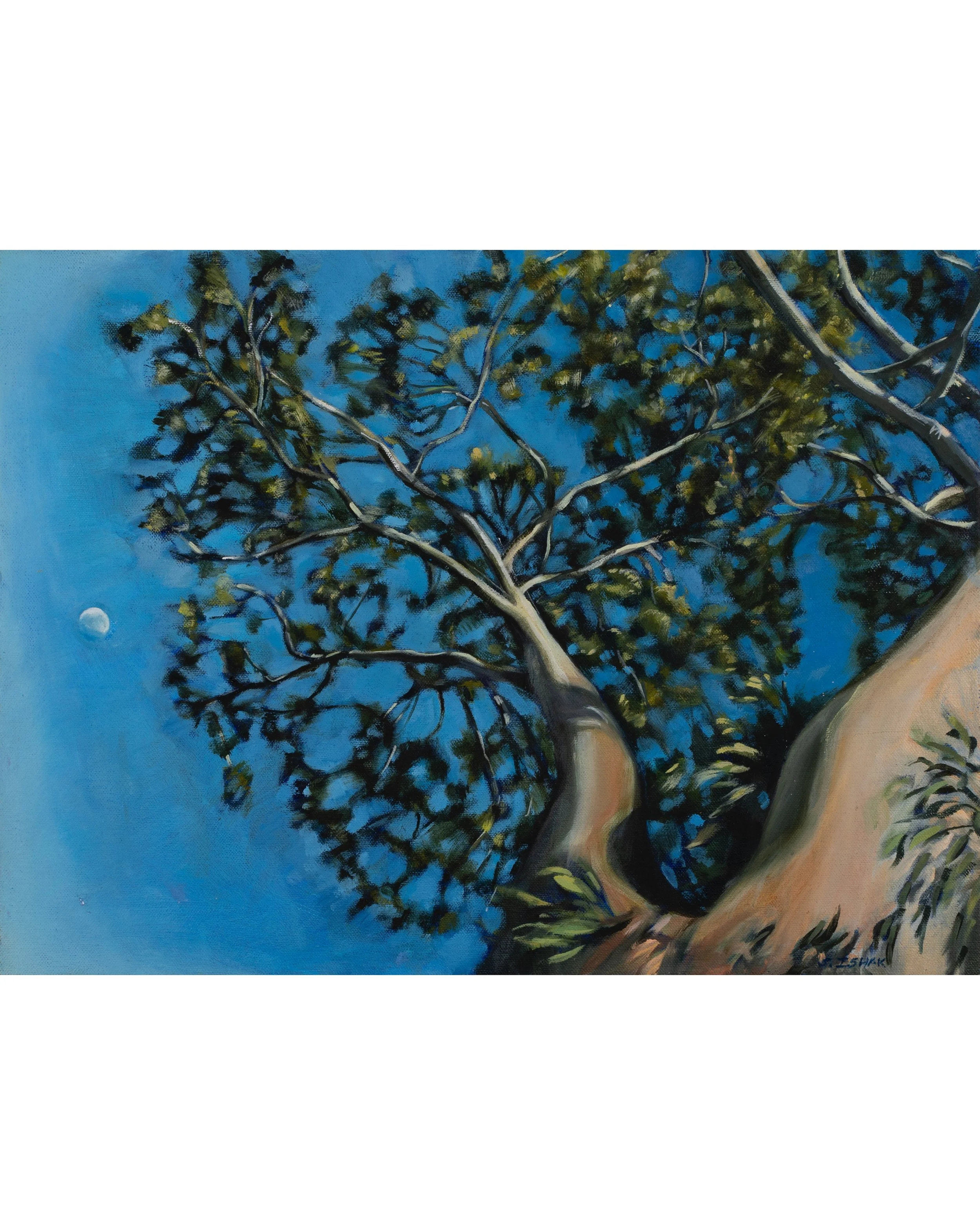Ground to Canopy