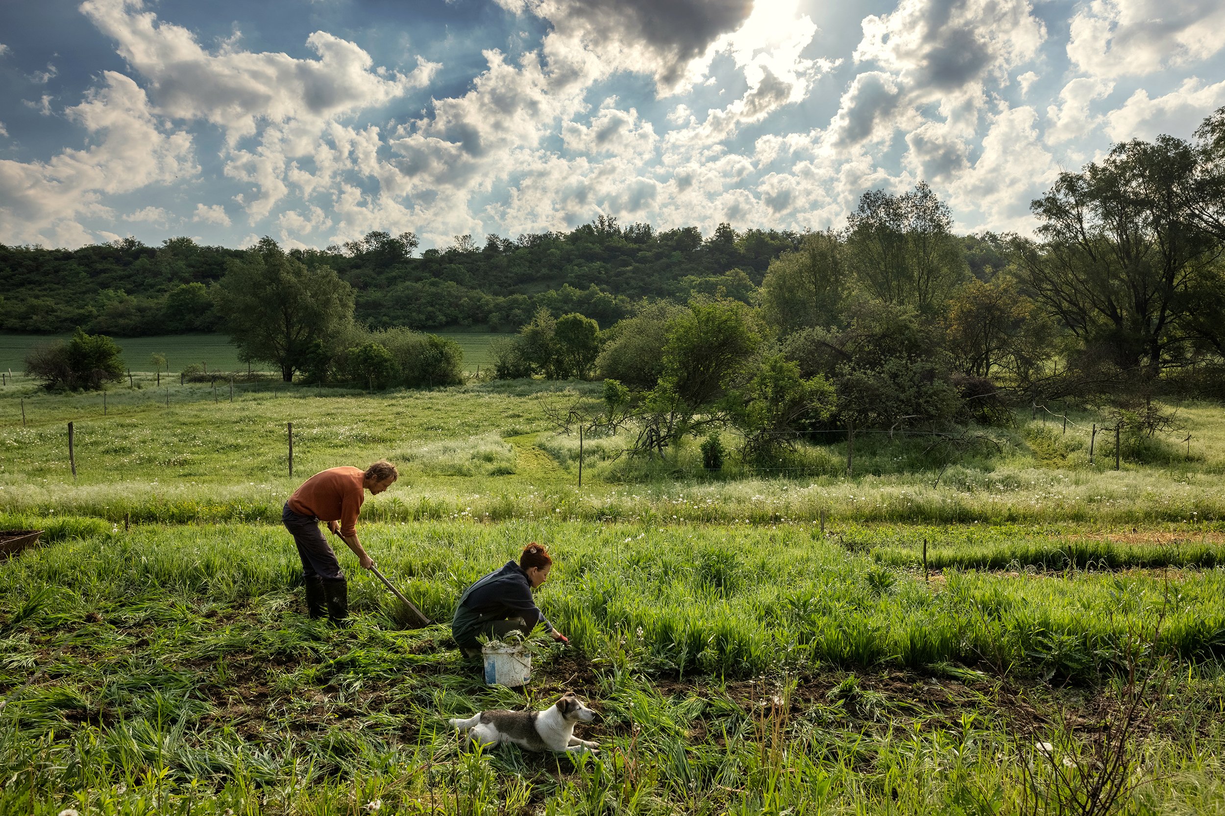  Belgian volunteers weeding in Nagyszékely on May 11, 2022. 