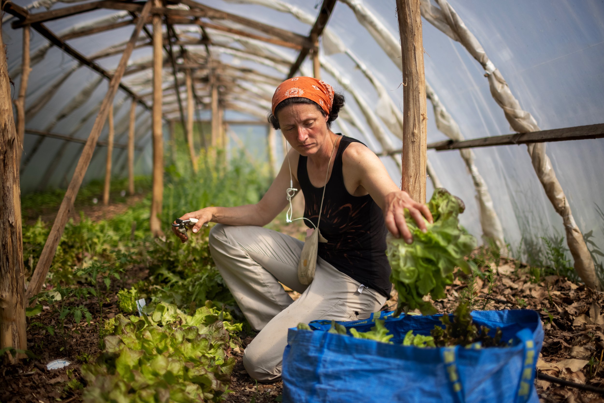  Etelka picking lettuce in her greenhouse tent in Nagyszékely on May 11, 2022. In her daily work, she puts her botanical knowledge from the University of Horticulture to good use. She is a recognized expert in permaculture, and she is often called up