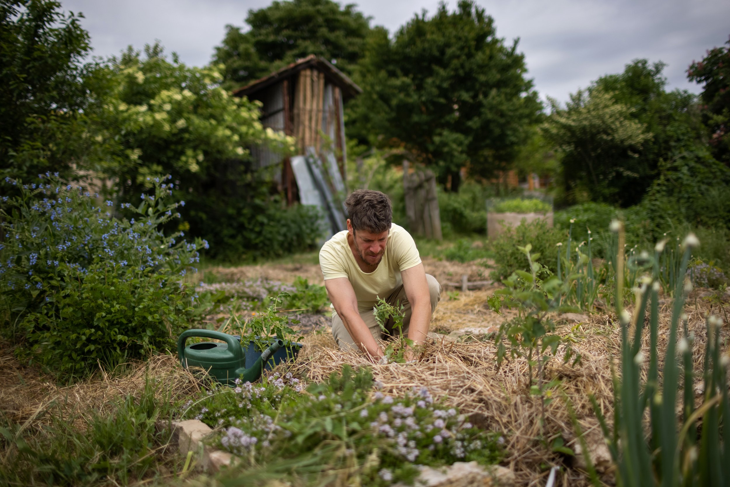  Dani planting tomato seedlings in the garden of their village house in Nyim on May 23, 2022. He covers the soil with hay and other organic matter from the garden: the mulch with the right carbon-to-nitrogen ratio helps to bind and retain moisture, n