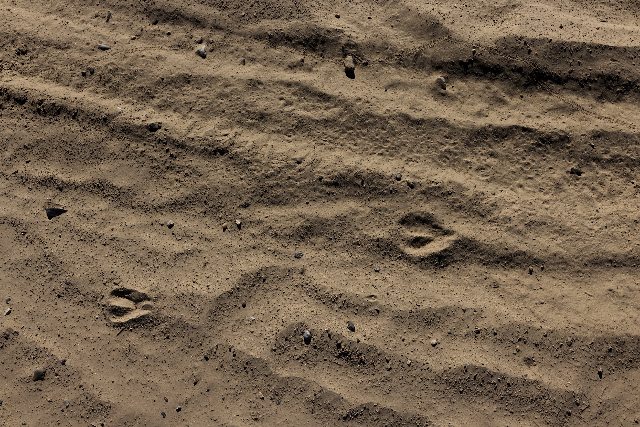  Animal footprints in the dirt in Nagyszékely on March 22, 2022. There was hardly any precipitation in the area in the spring. The drought and the occasional torrential rain made both animal care and planting difficult. 