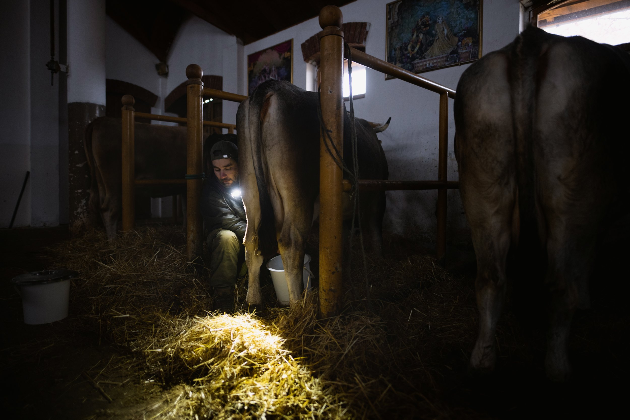  A bhakta (Krishna conscious believer) milking cows by the light of a headlamp on January 16, 2023, in the Krishna Valley, Somogyvámos. The vegetarian community cares for animals for their milk. All cattle have a name and are not sent to the slaughte