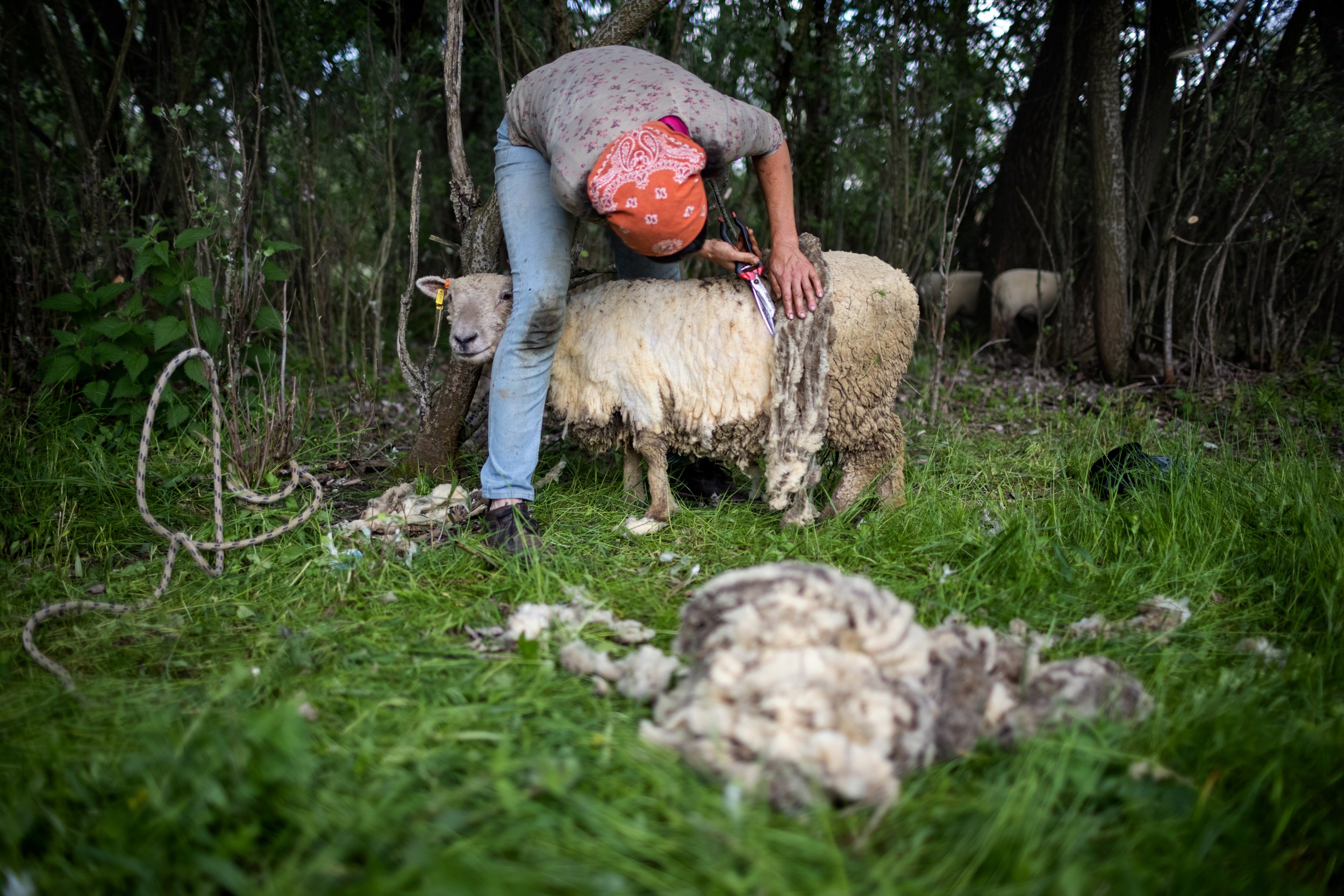  Etelka shearing her sheep gently, by hand, in Nagyszékely on May 10, 2022. 