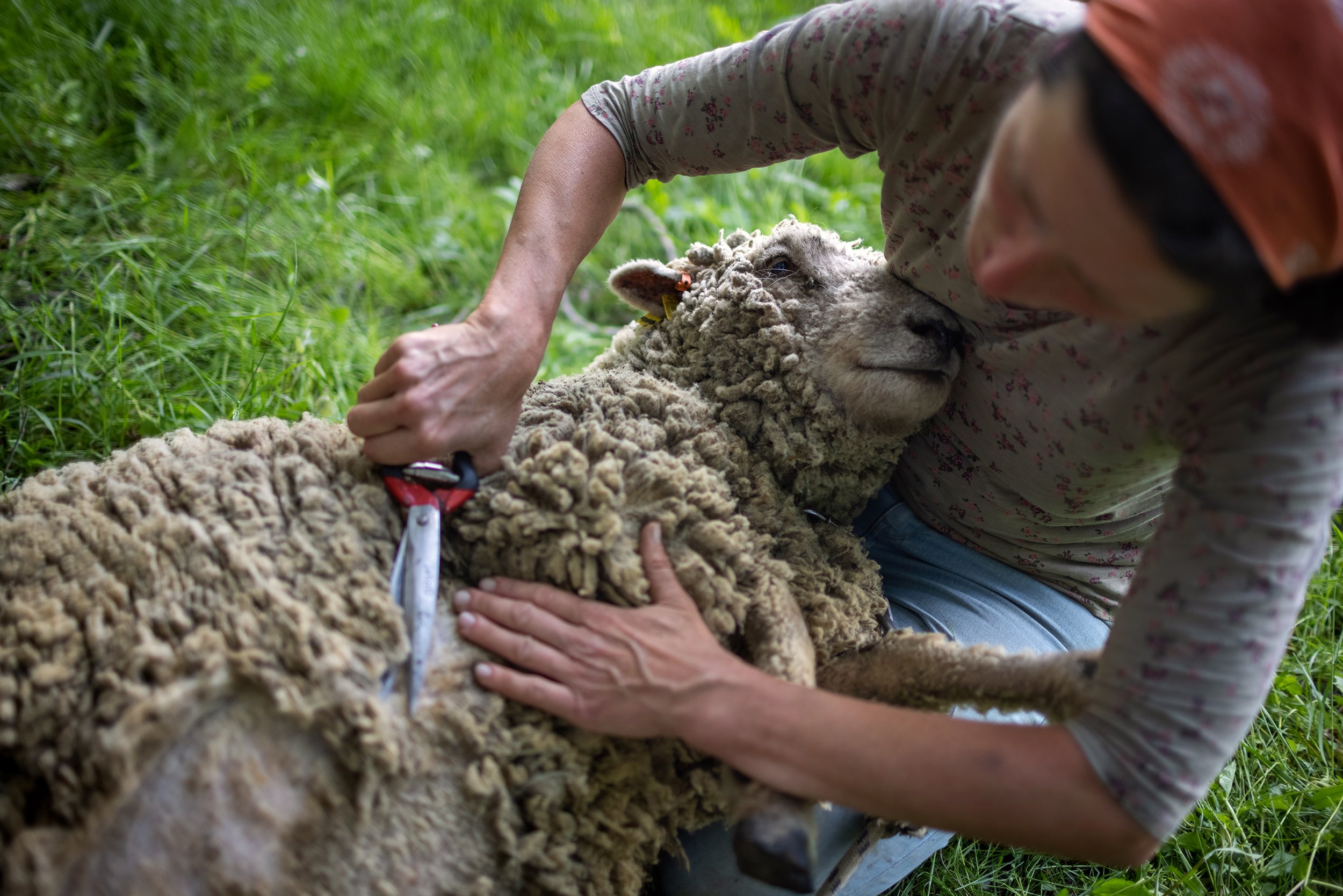  Sheep shearing. Nagyszékely, May 10, 2022. 
