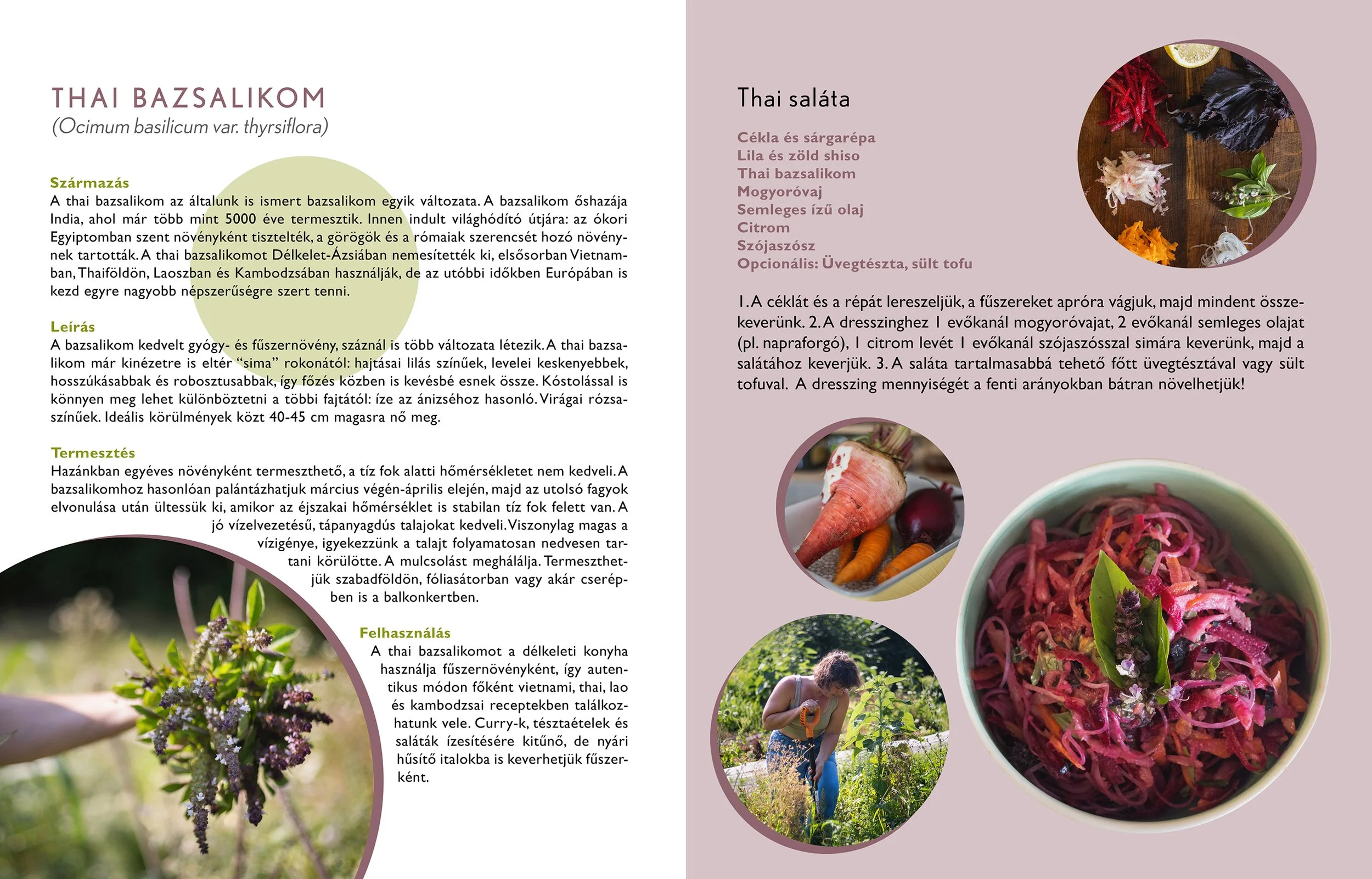 03 thai bazsalikom.jpg