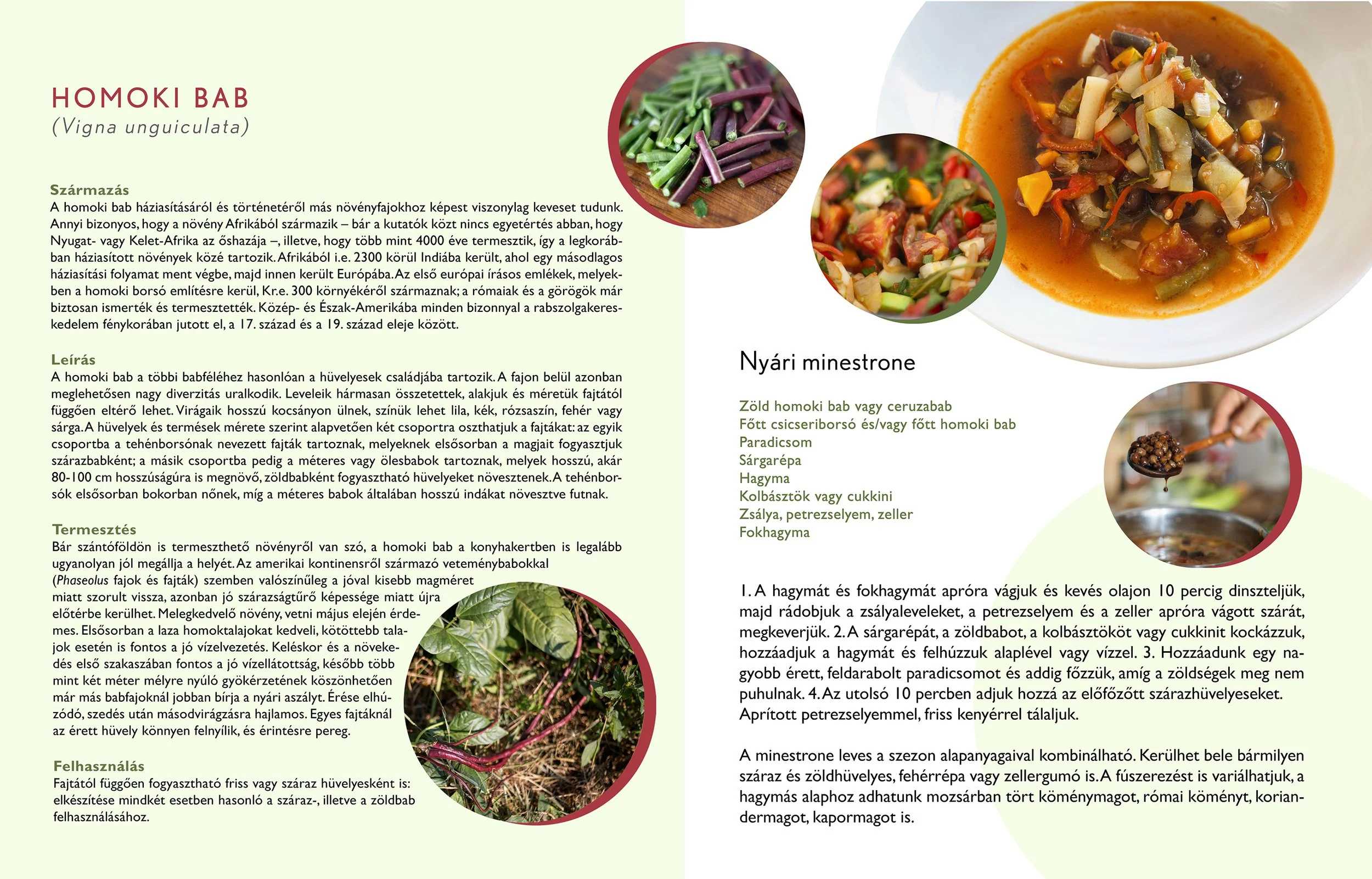 06 homoki bab, minestrone.jpg