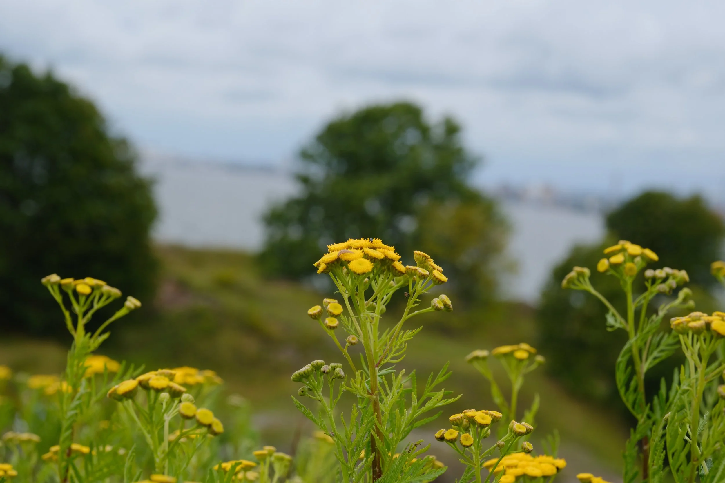 Magnesia-29-07-2023 2.jpg