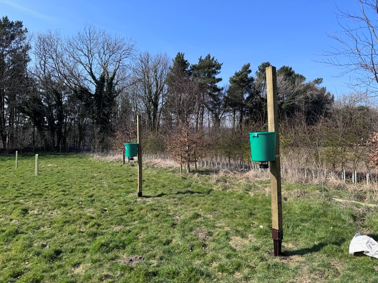 Feeders, Osbourne Lodge, Riggs Head - 2025.gif