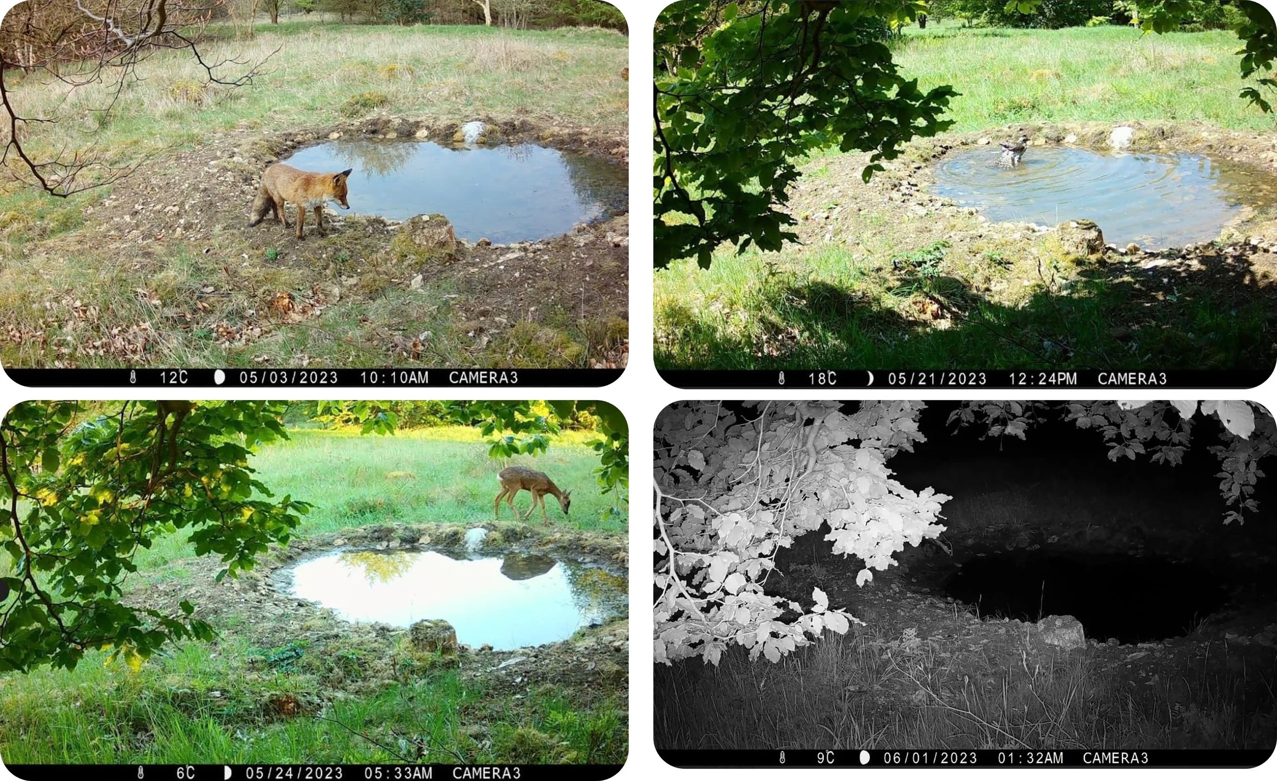 Camera Trap.jpg