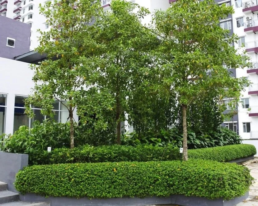 greenscape gardening project gamuda bukit bantayan residences parking area planter box 4