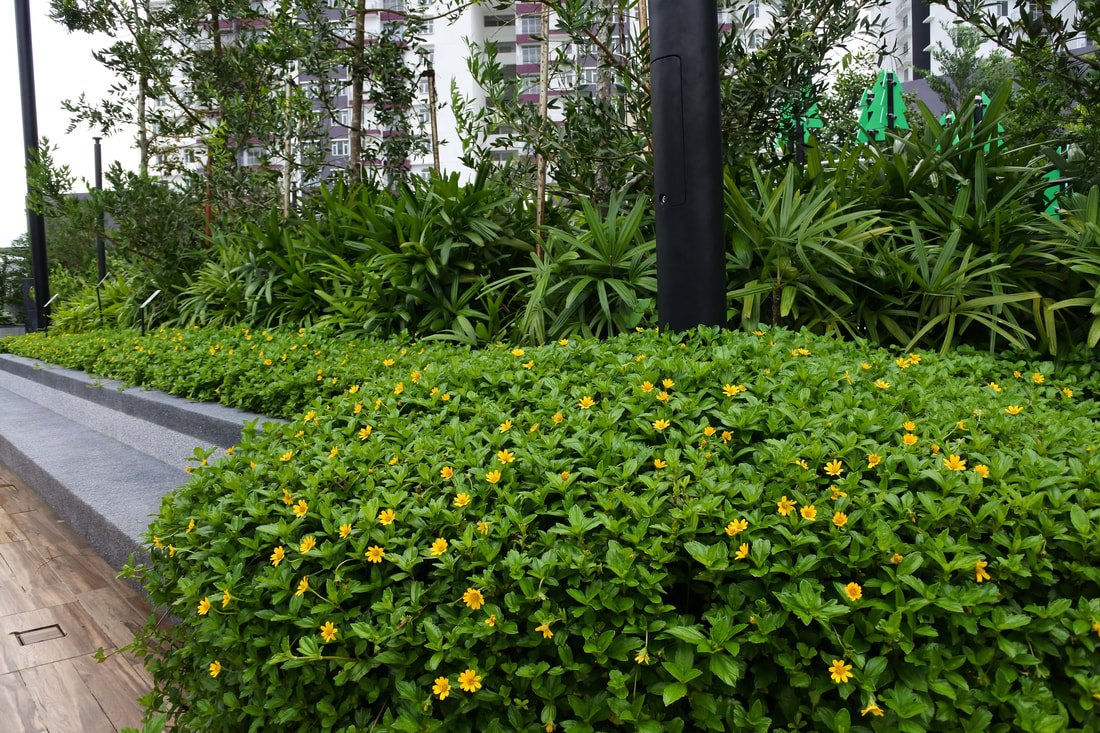 greenscape gardening project gamuda bukit bantayan residences swimming pool area 6 planter box