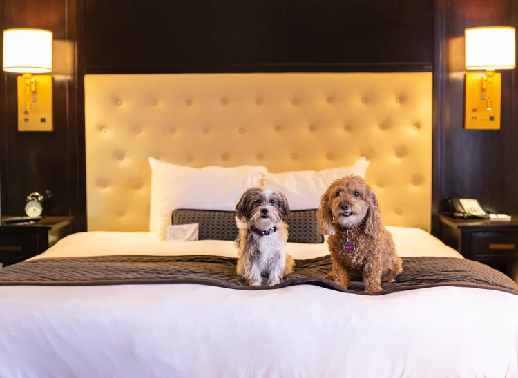 Two small dogs sitting on a king bed in a guest room